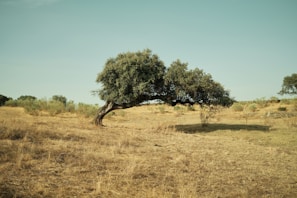 A tree in the middle of a dry grass field