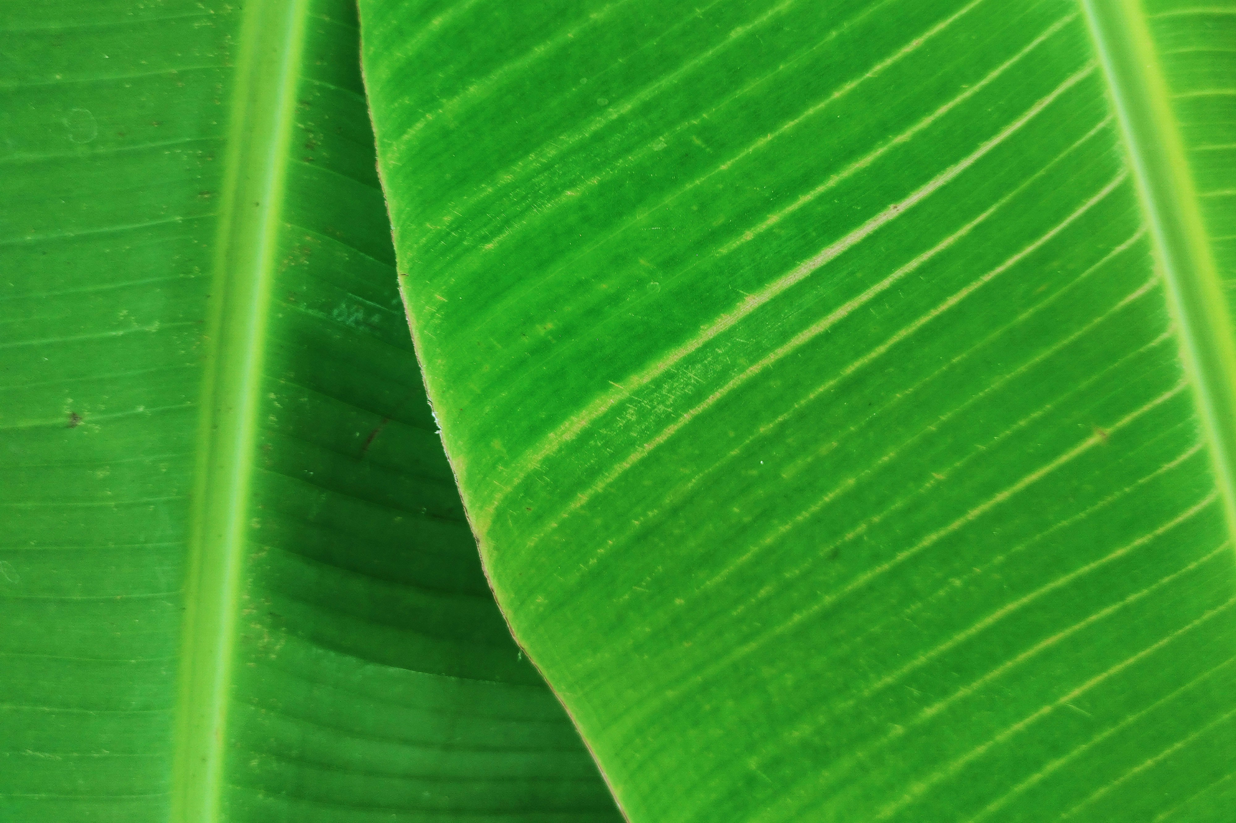 Close-up of a large green leaf