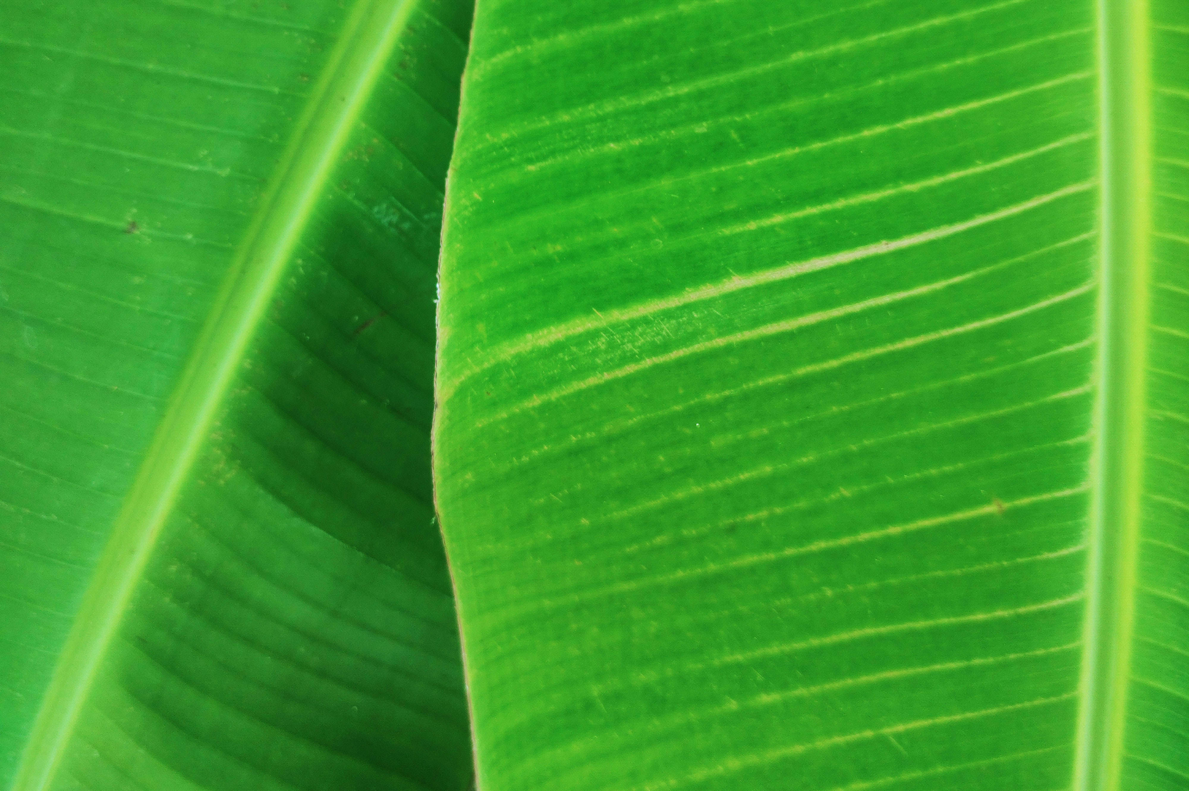 A close up of a large green leaf