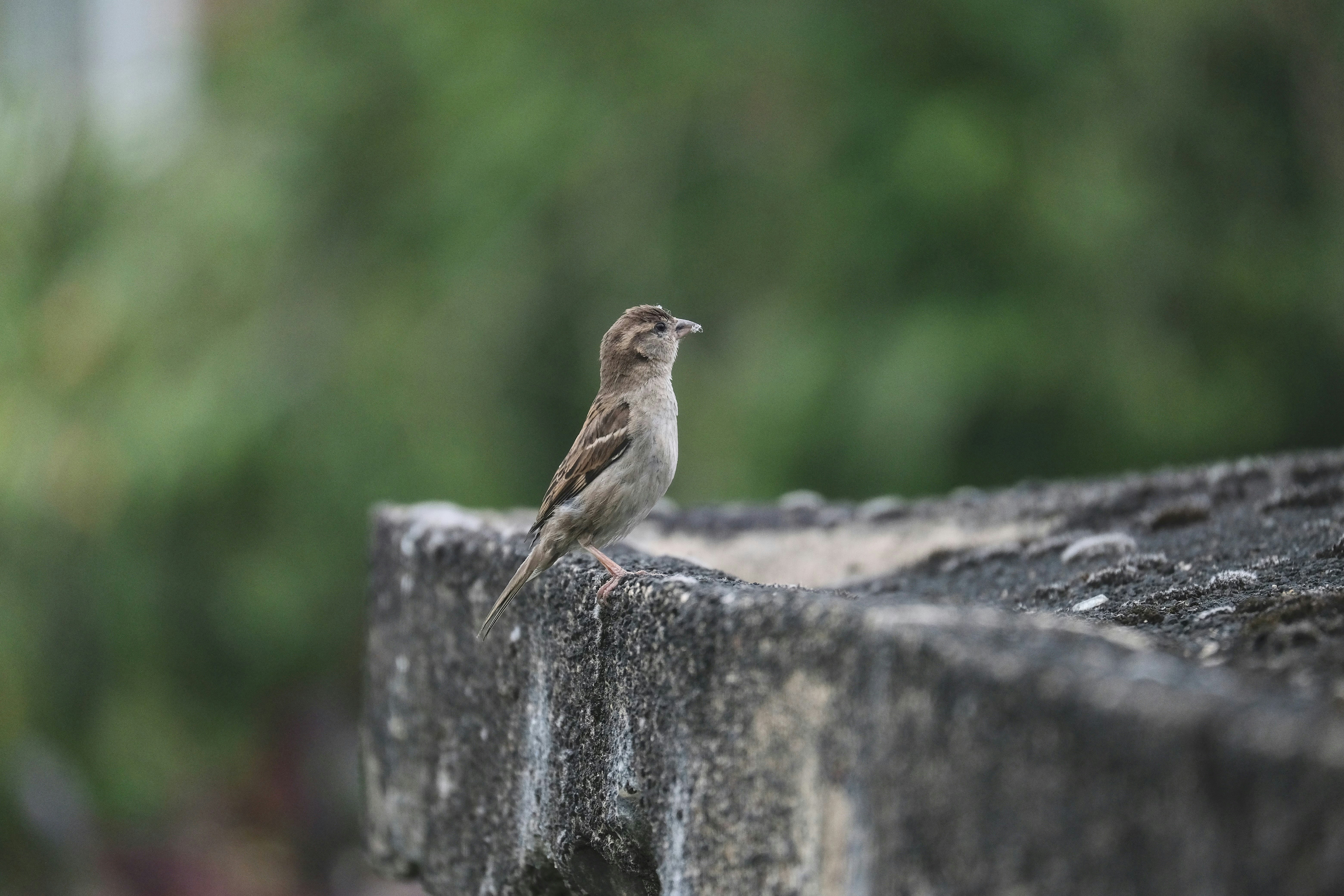 A small bird sitting on top of a cement wall