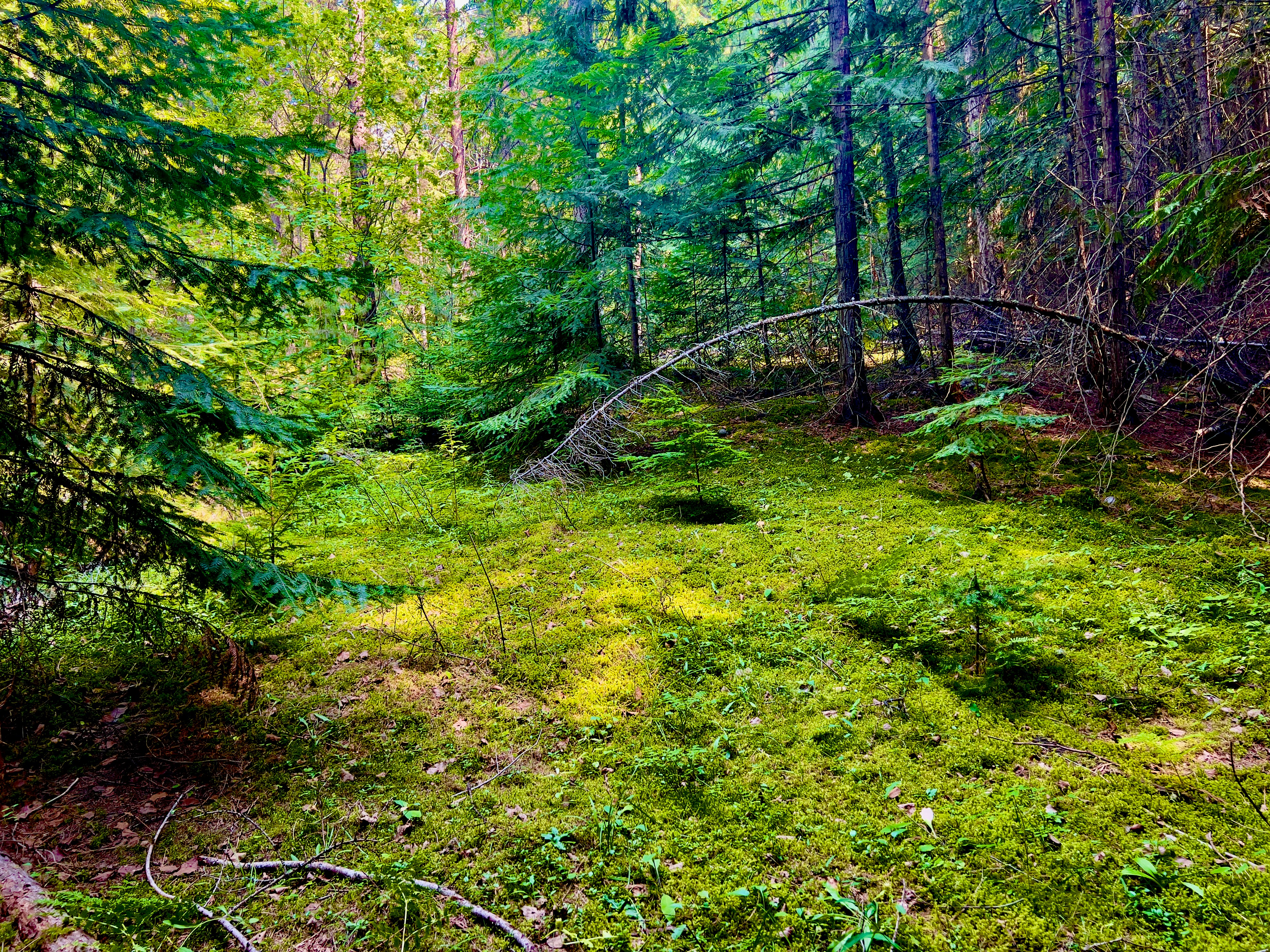 Photo by city2forest