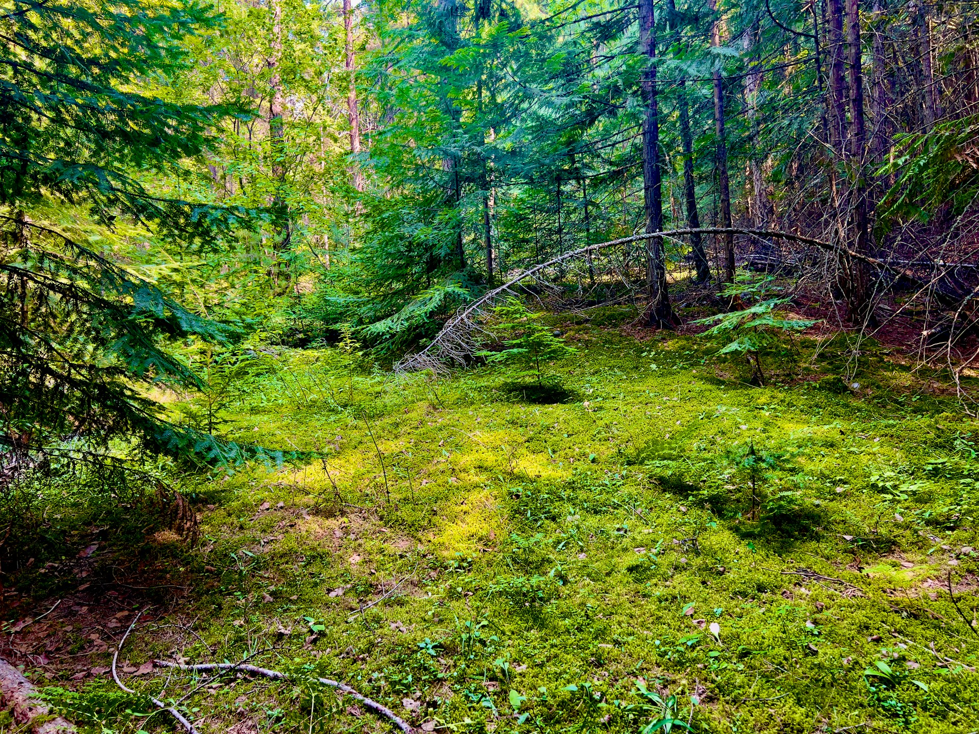 A grassy area in the middle of a forest