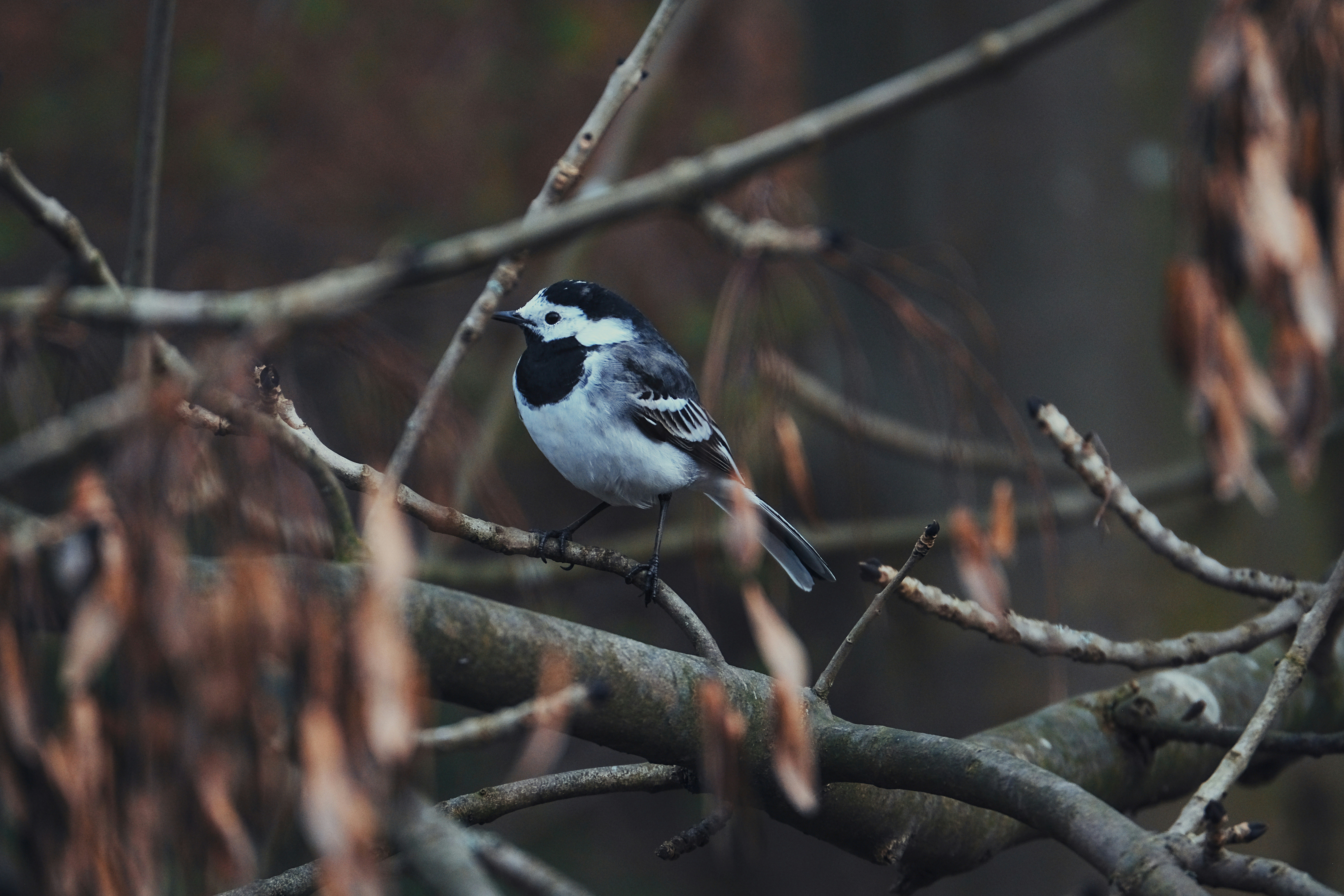 A small bird sitting on a branch of a tree