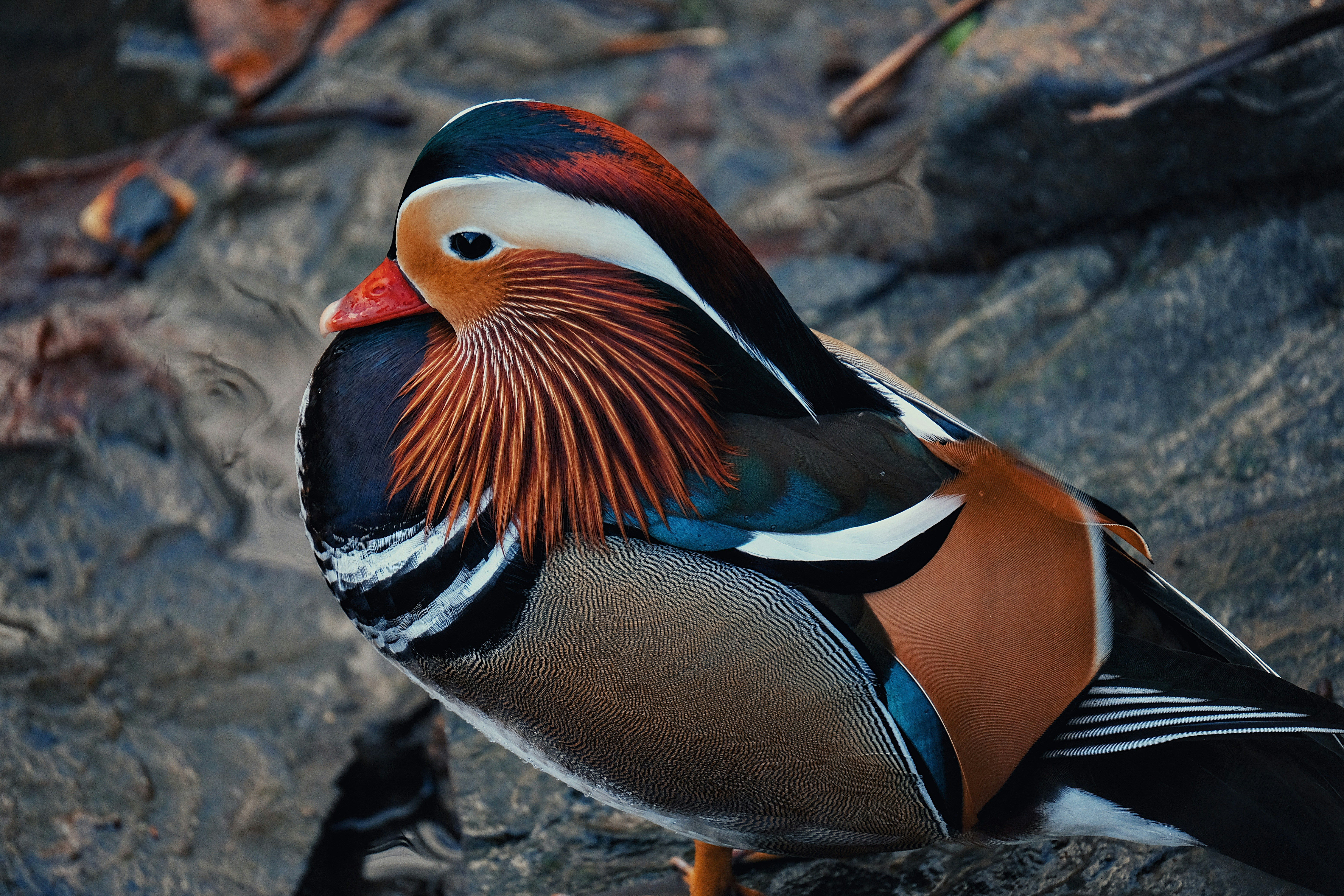 A close up of a bird on a rock