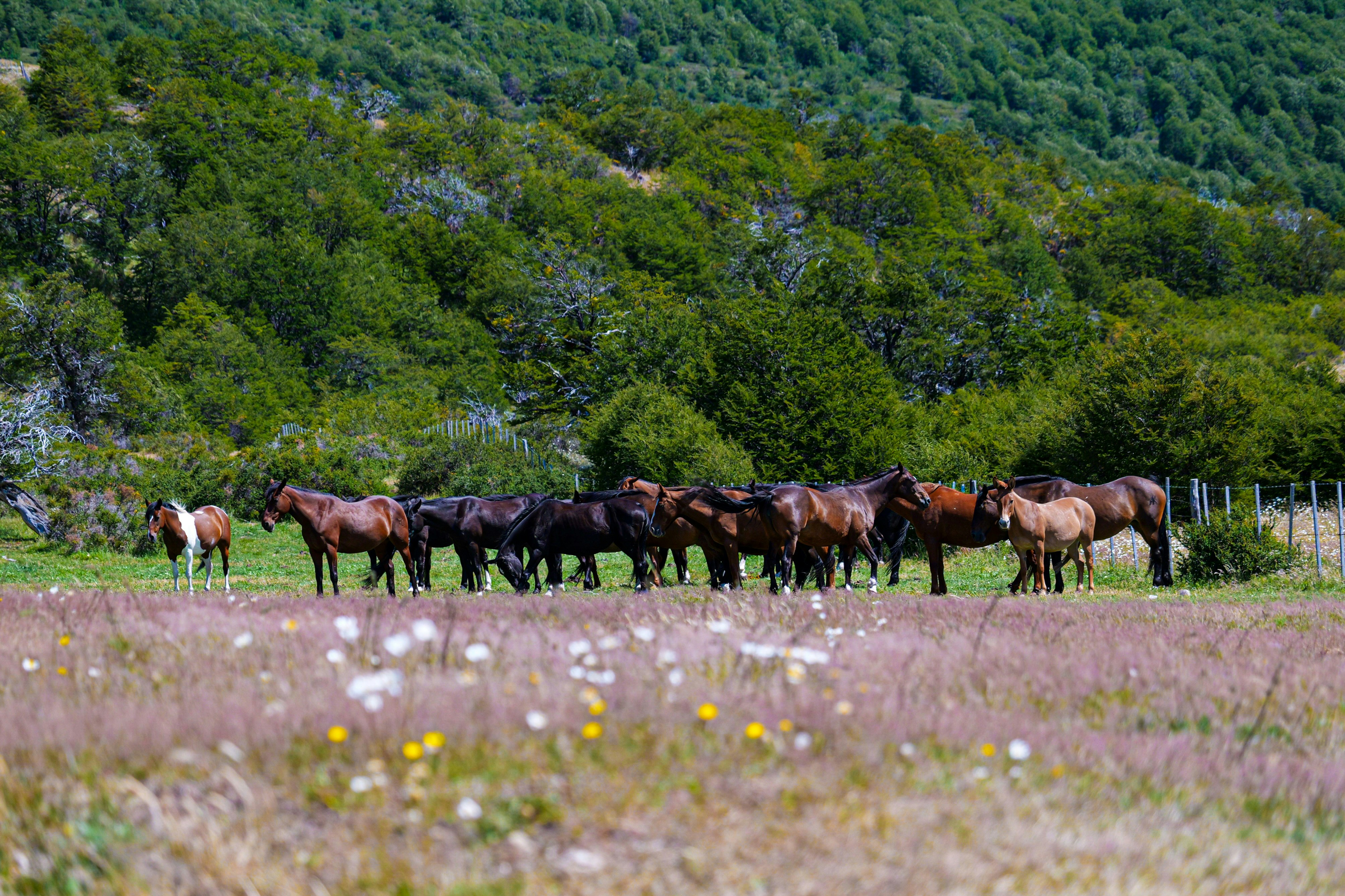 Patagonian horses in Torres Del Paine