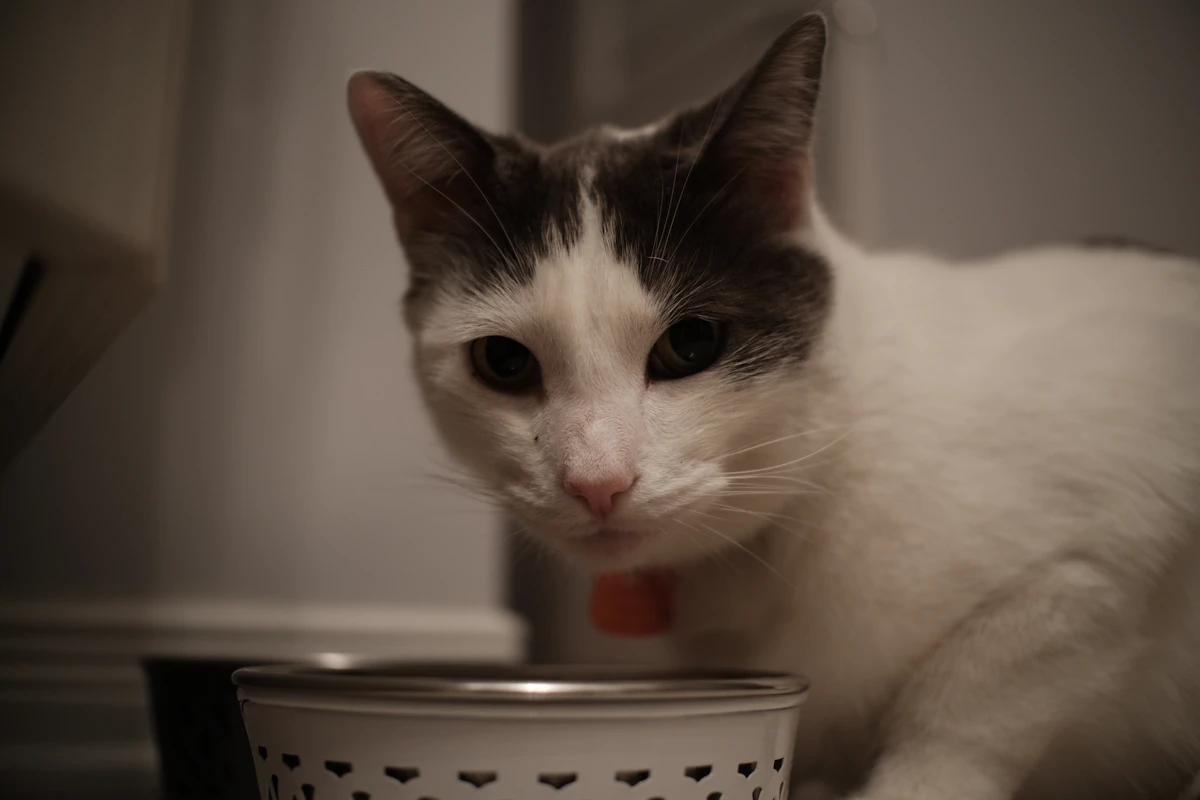 Comedero elevado para gato