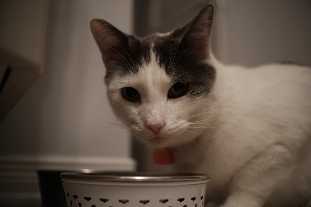 Prix au kilo ou prix par jour : comment comparer les aliments pour animaux ?