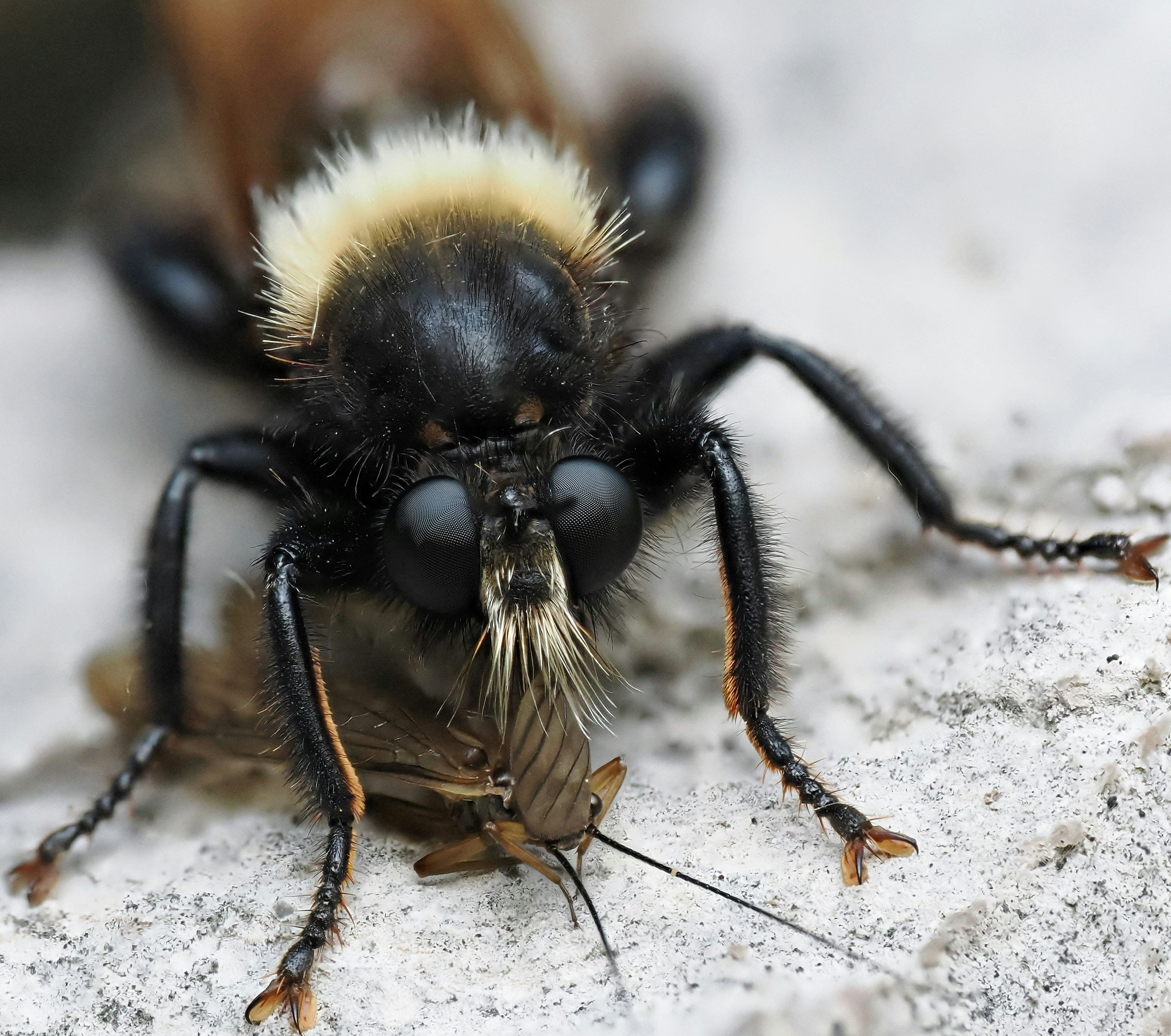 Photo by illes_cristi