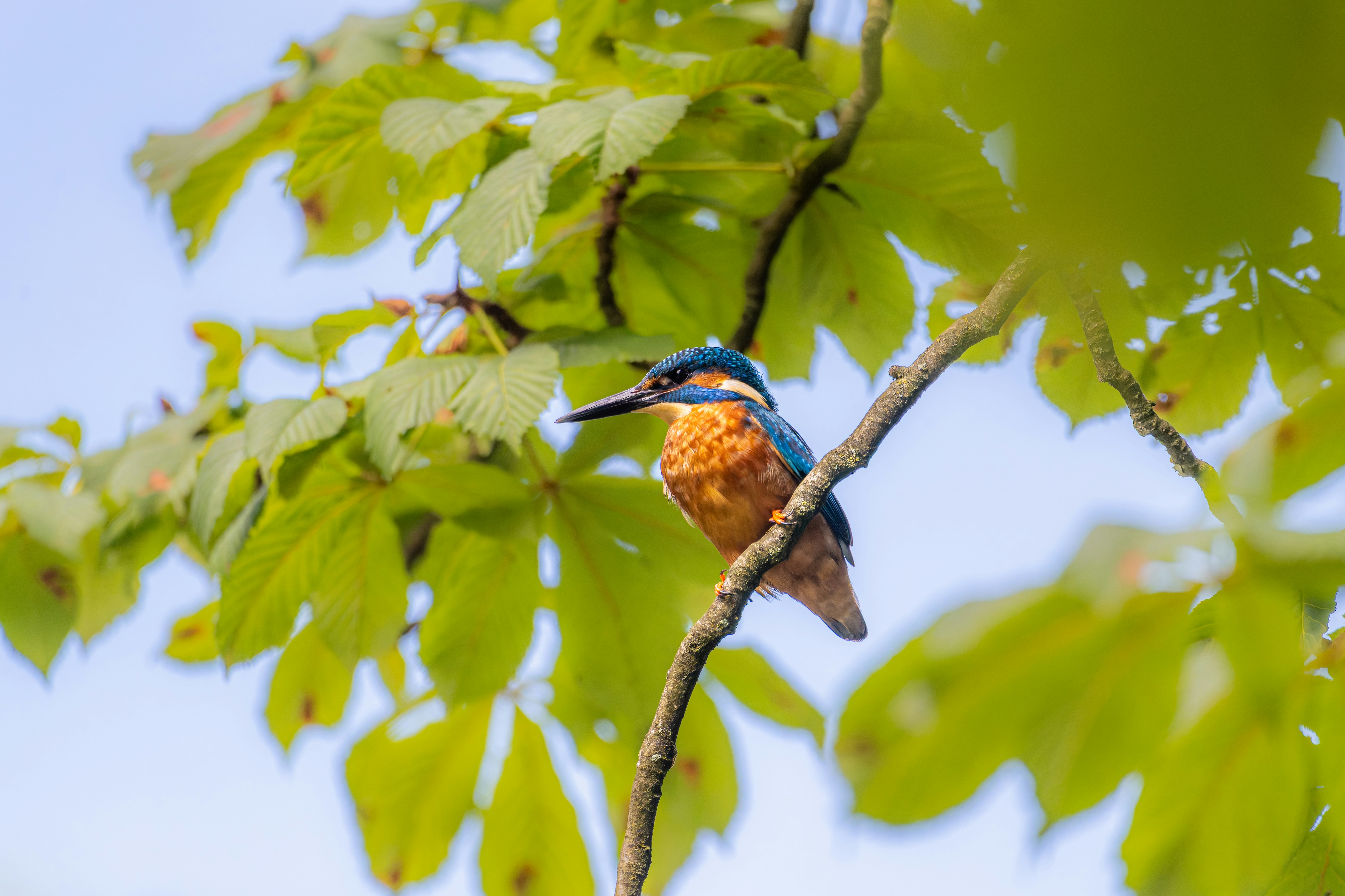 Photo by siegfriedpoepperl