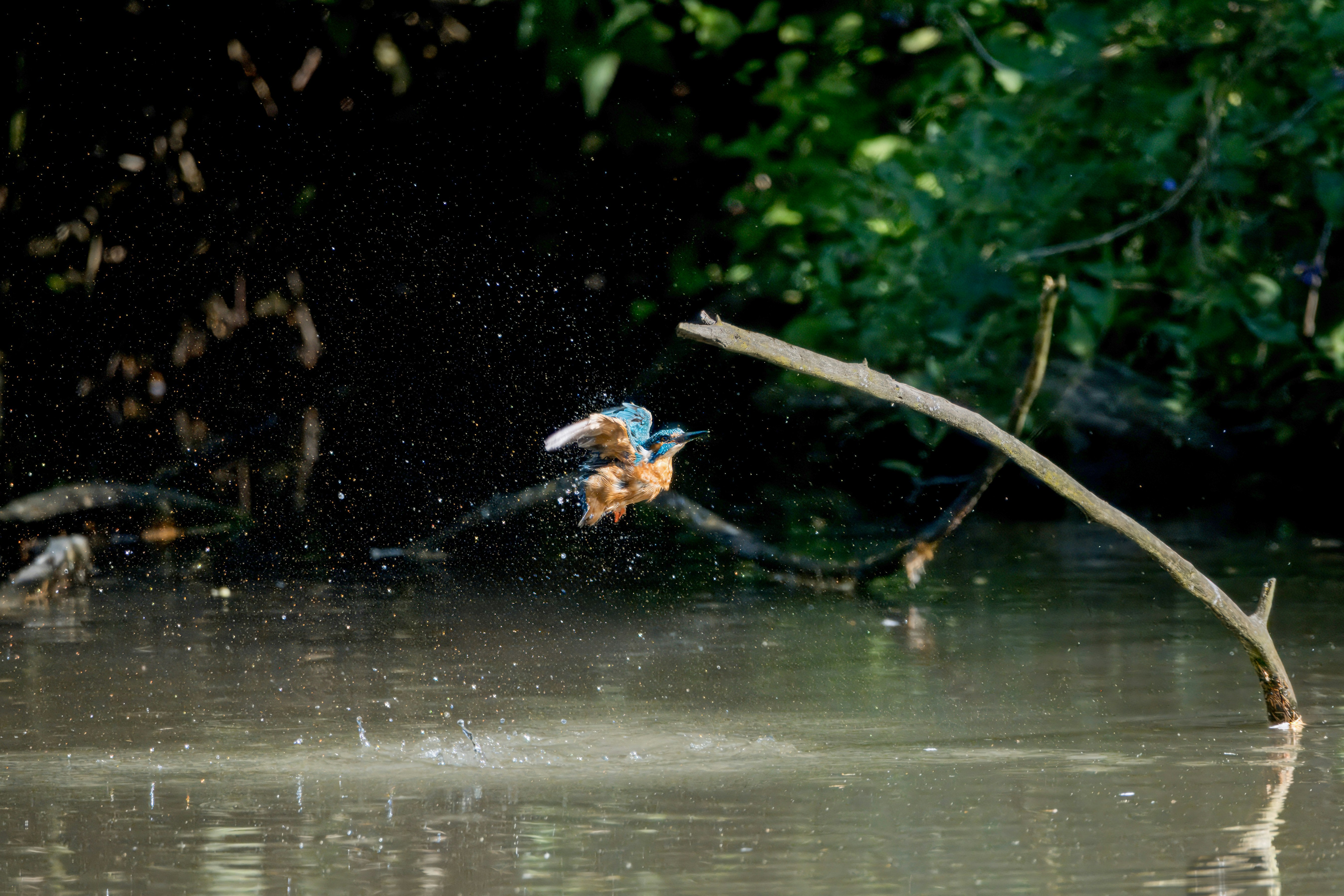 Photo by siegfriedpoepperl