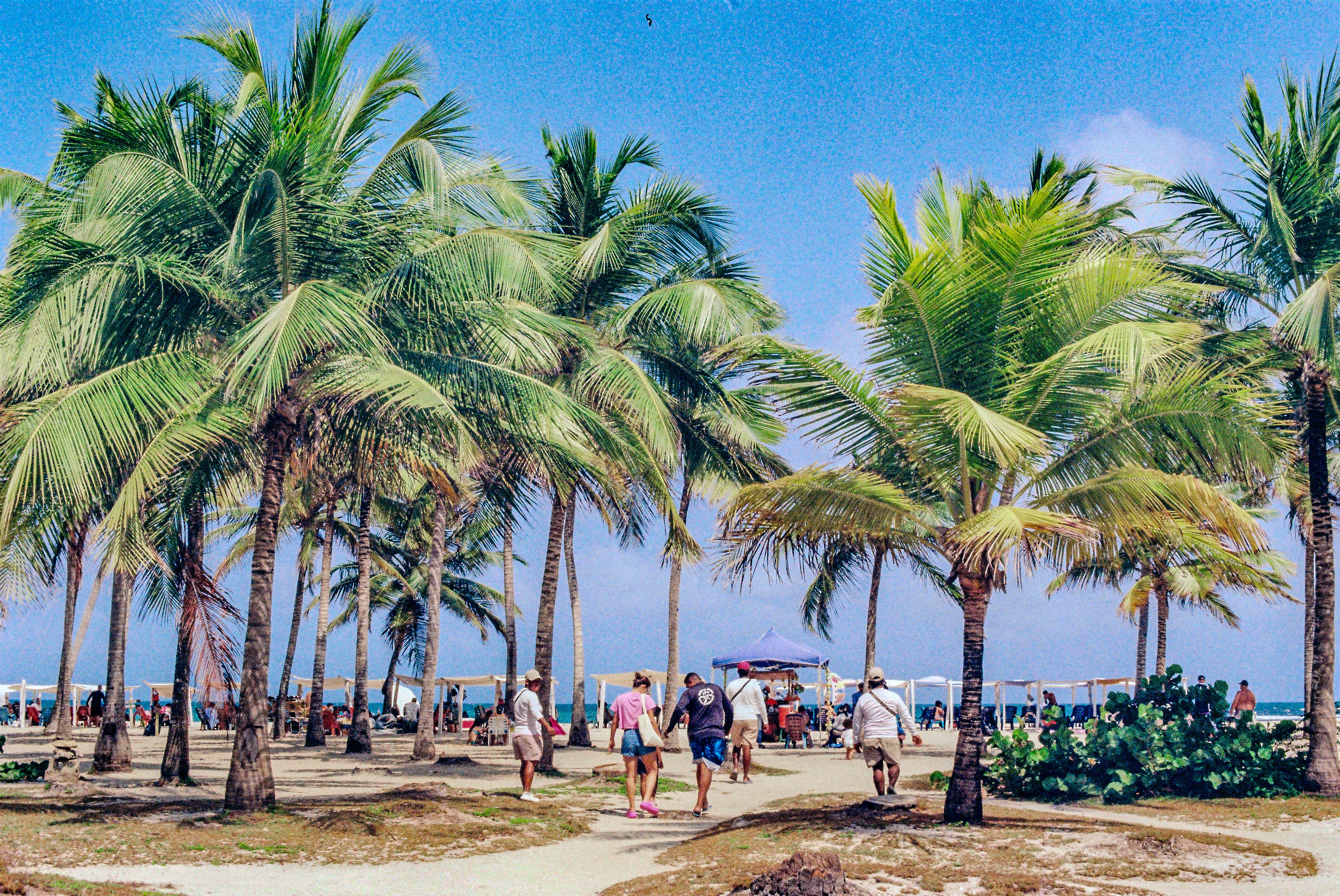 A group of people walking on a beach next to palm trees