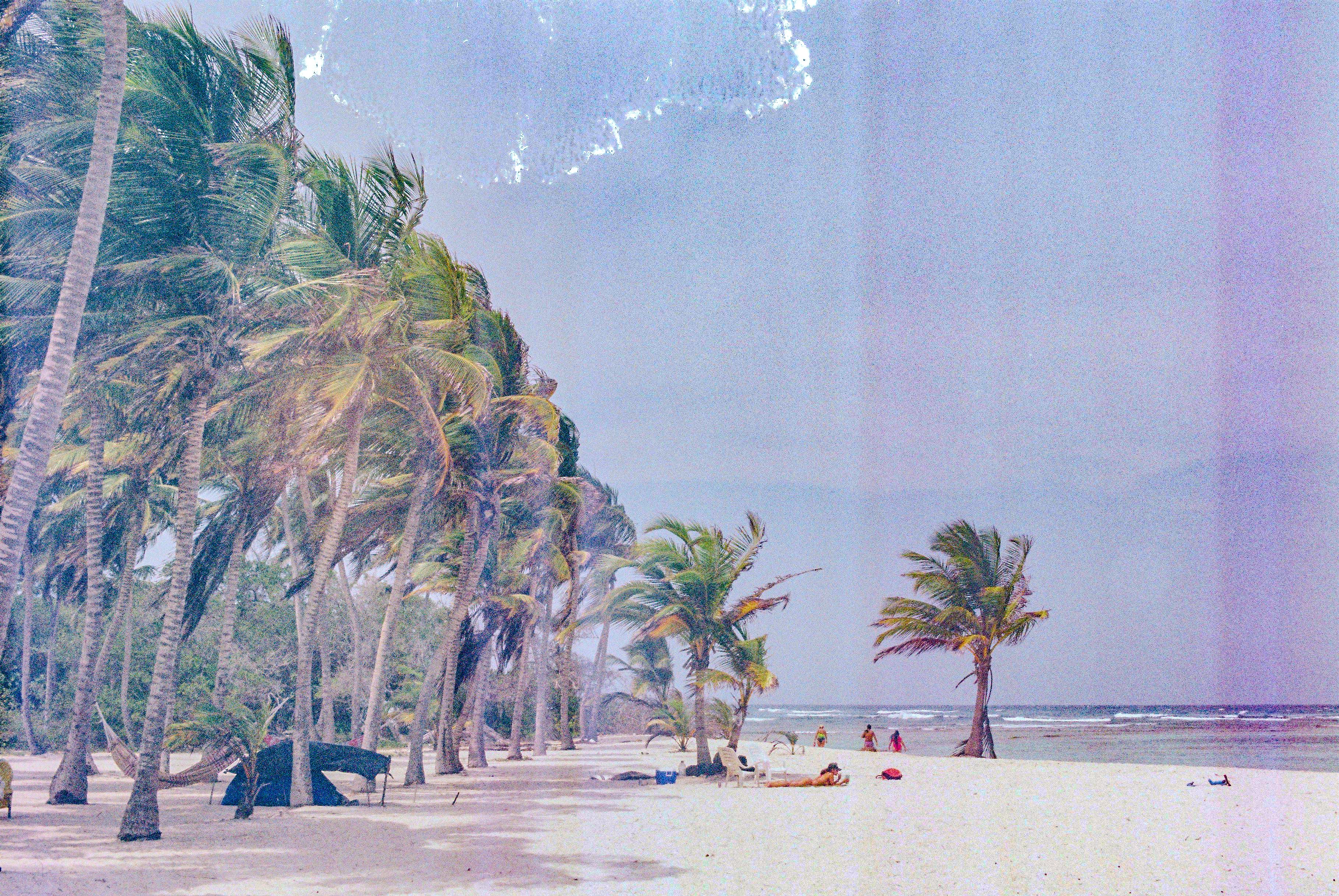 A beach with palm trees and people on it