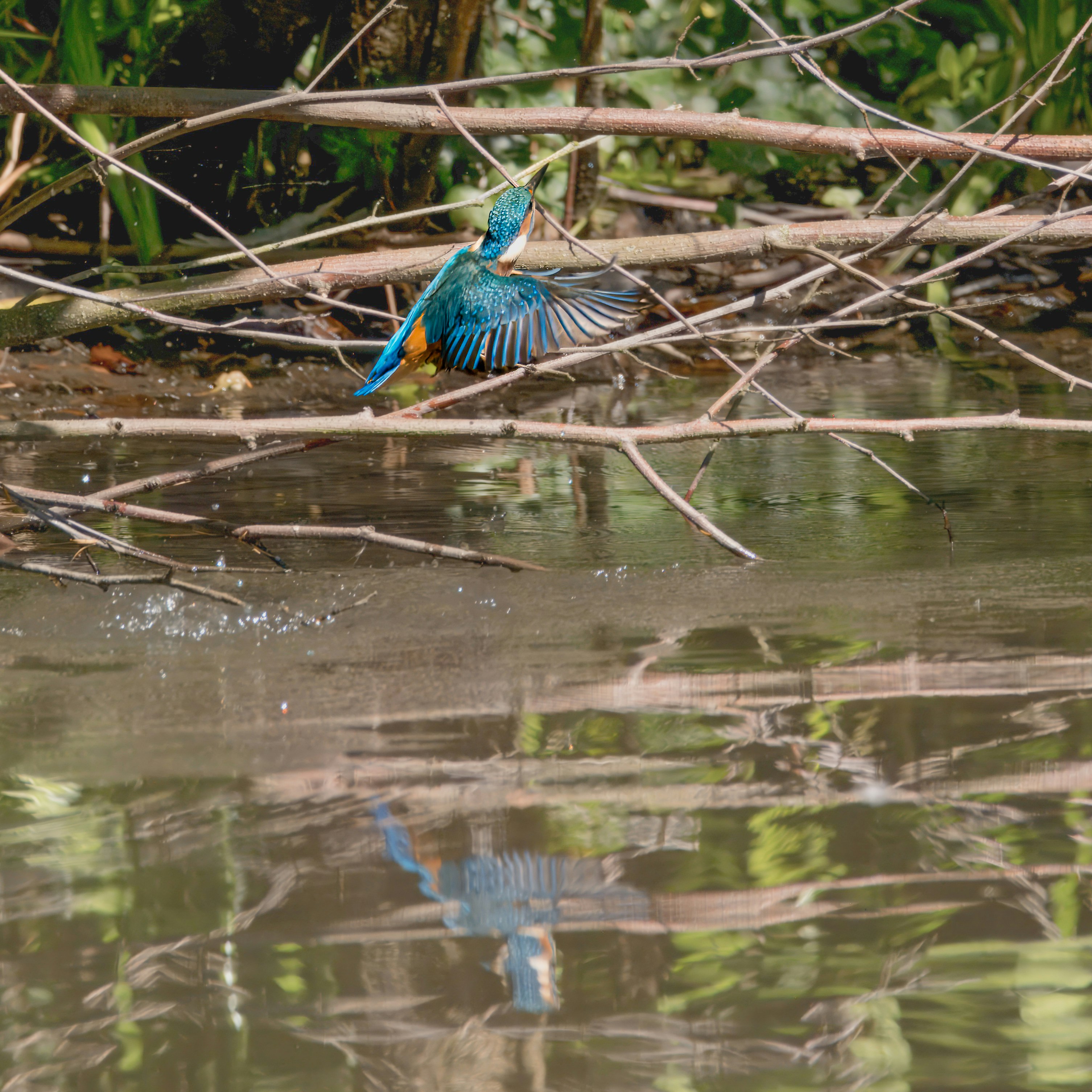 Photo by siegfriedpoepperl