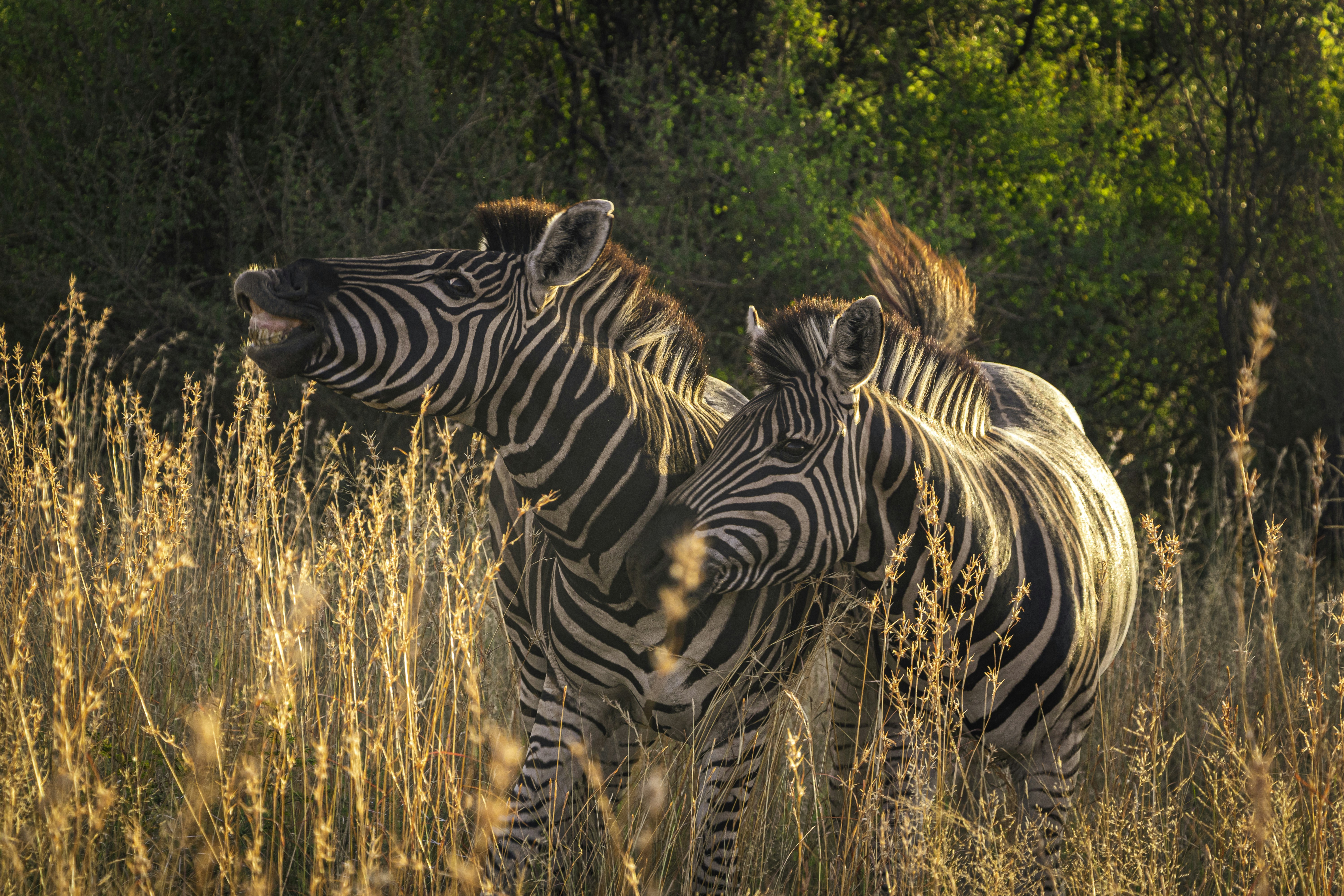 Photo by s_arshia_nzm