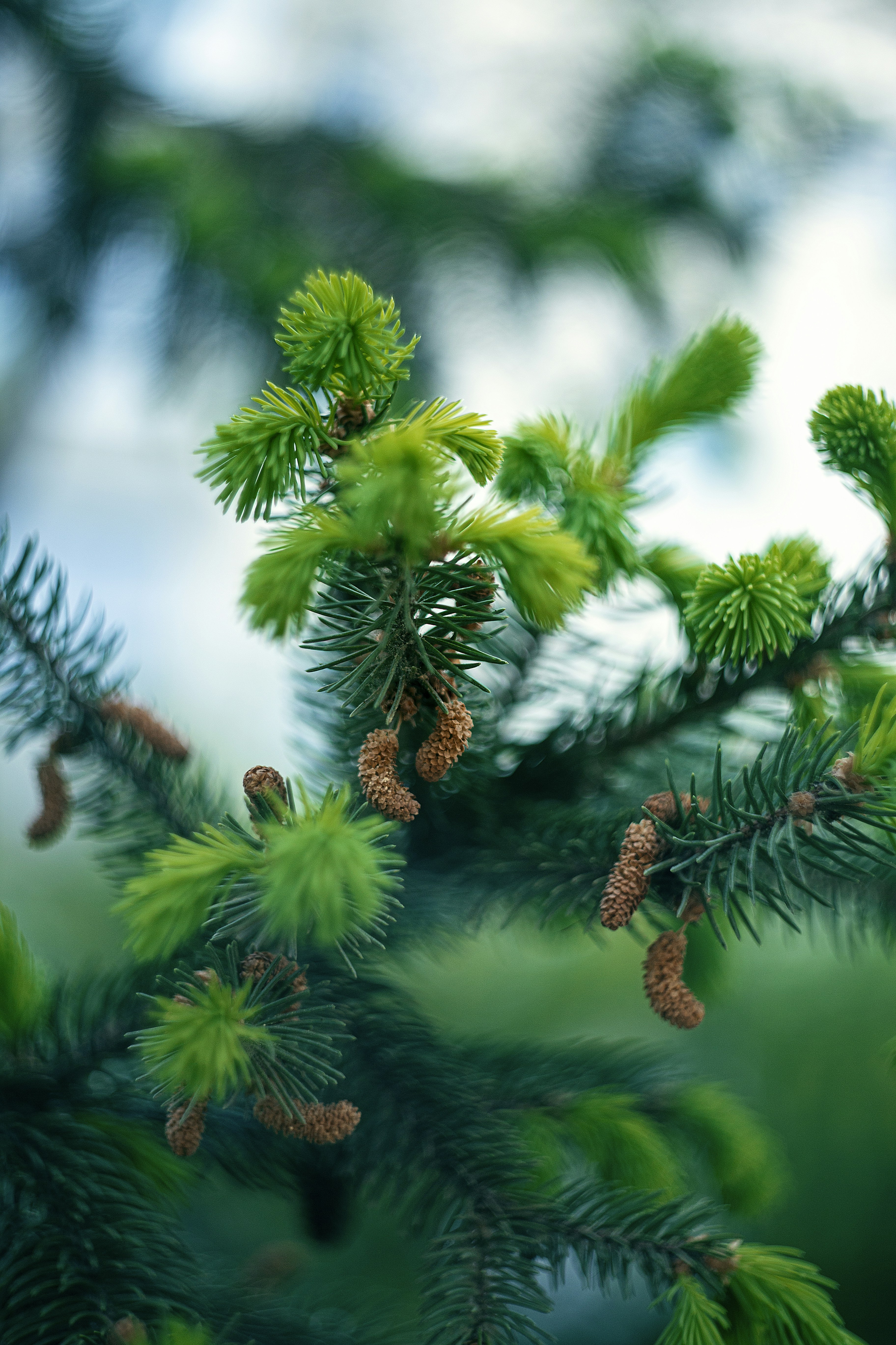 A close up of a pine tree branch