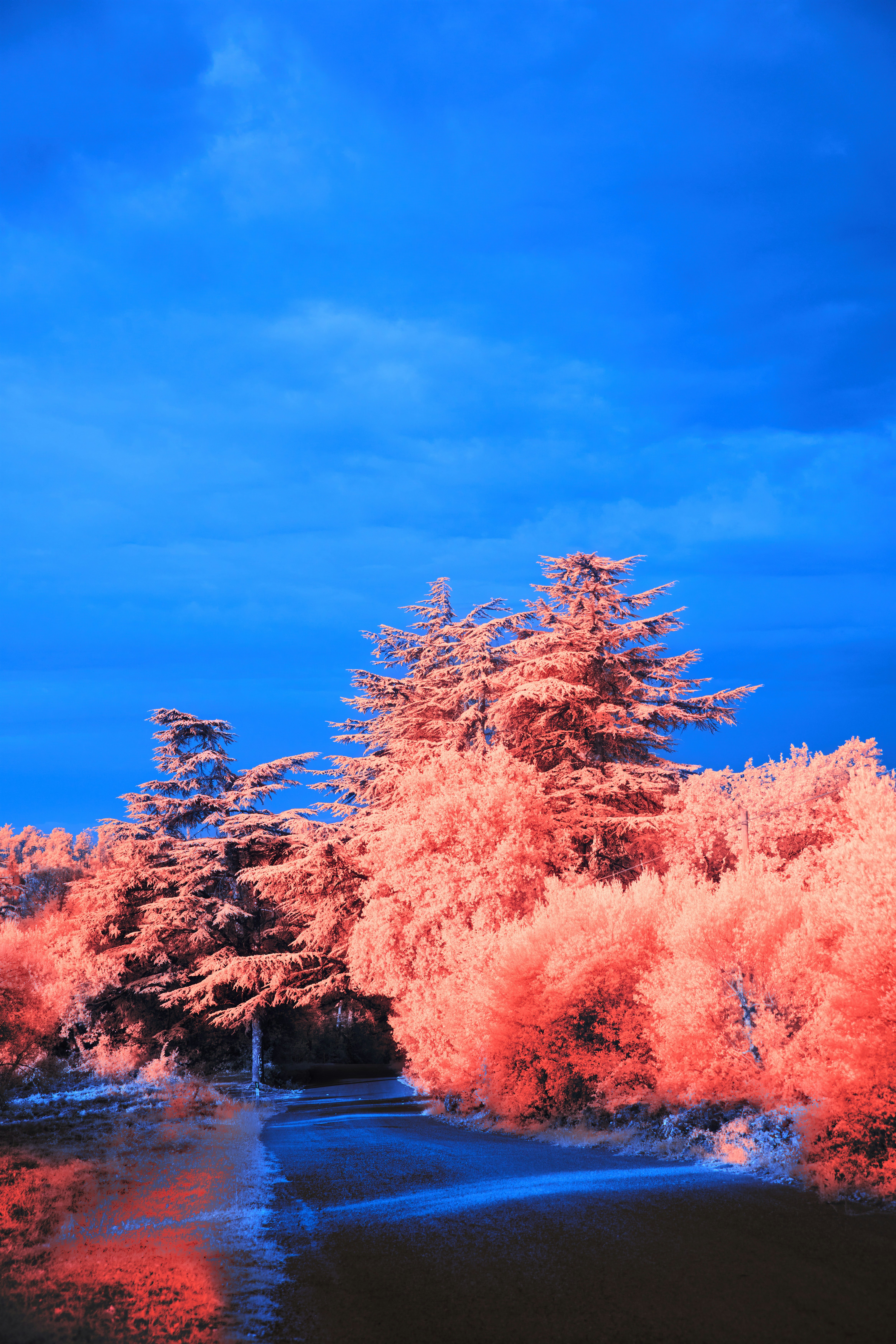 Photo by wolfgang_hasselmann