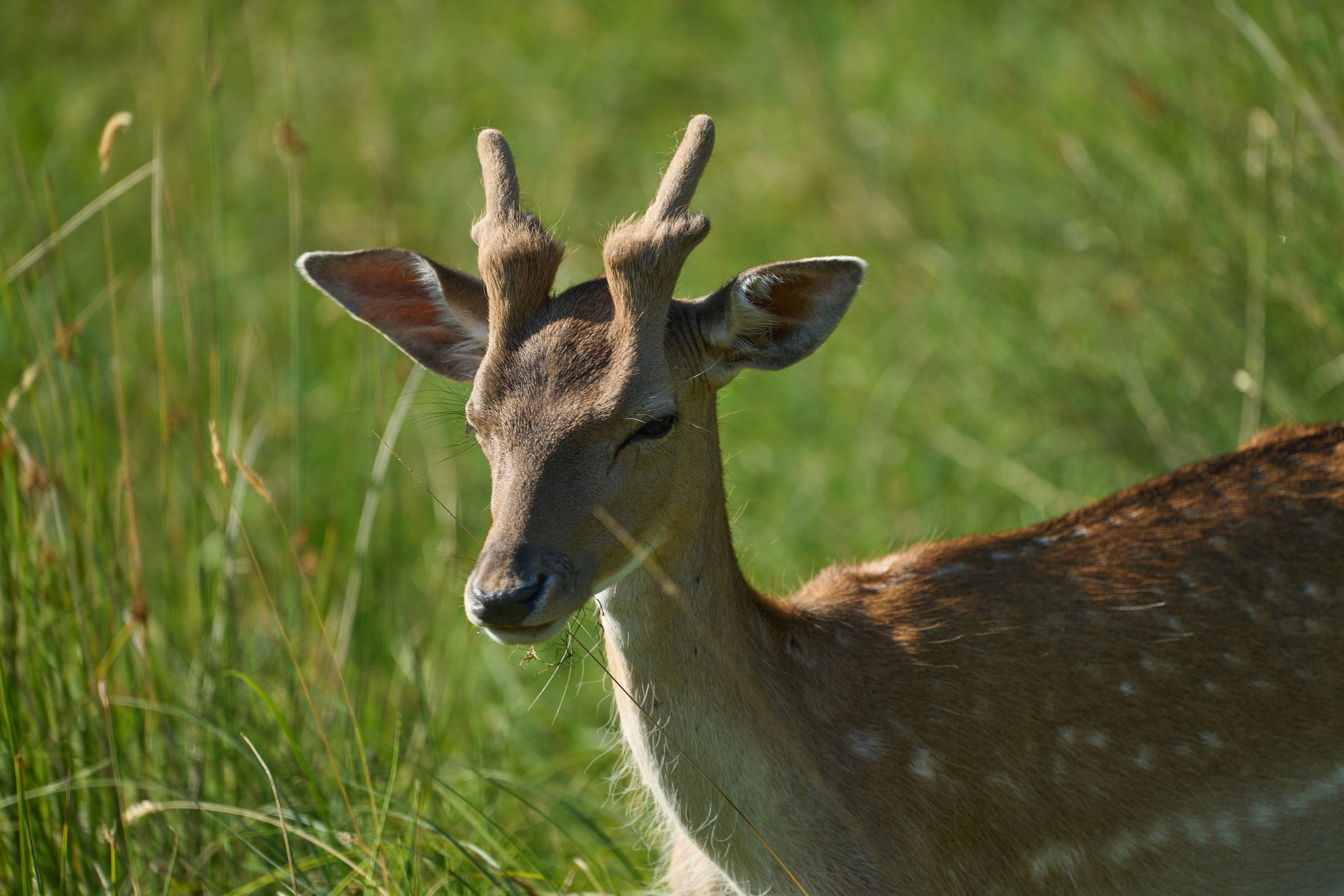 Photo by wolfgang_hasselmann