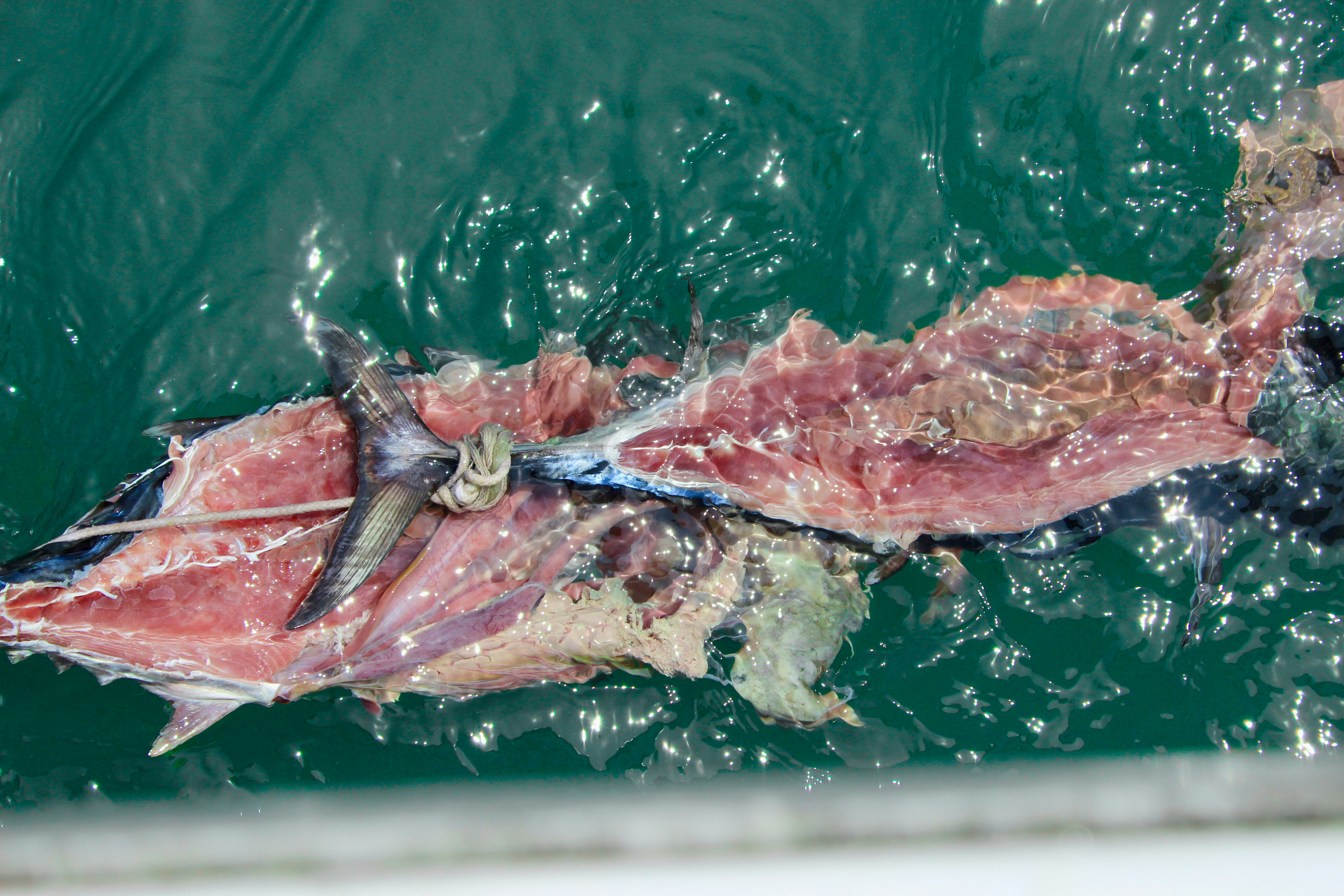 A dead fish in the water near a boat