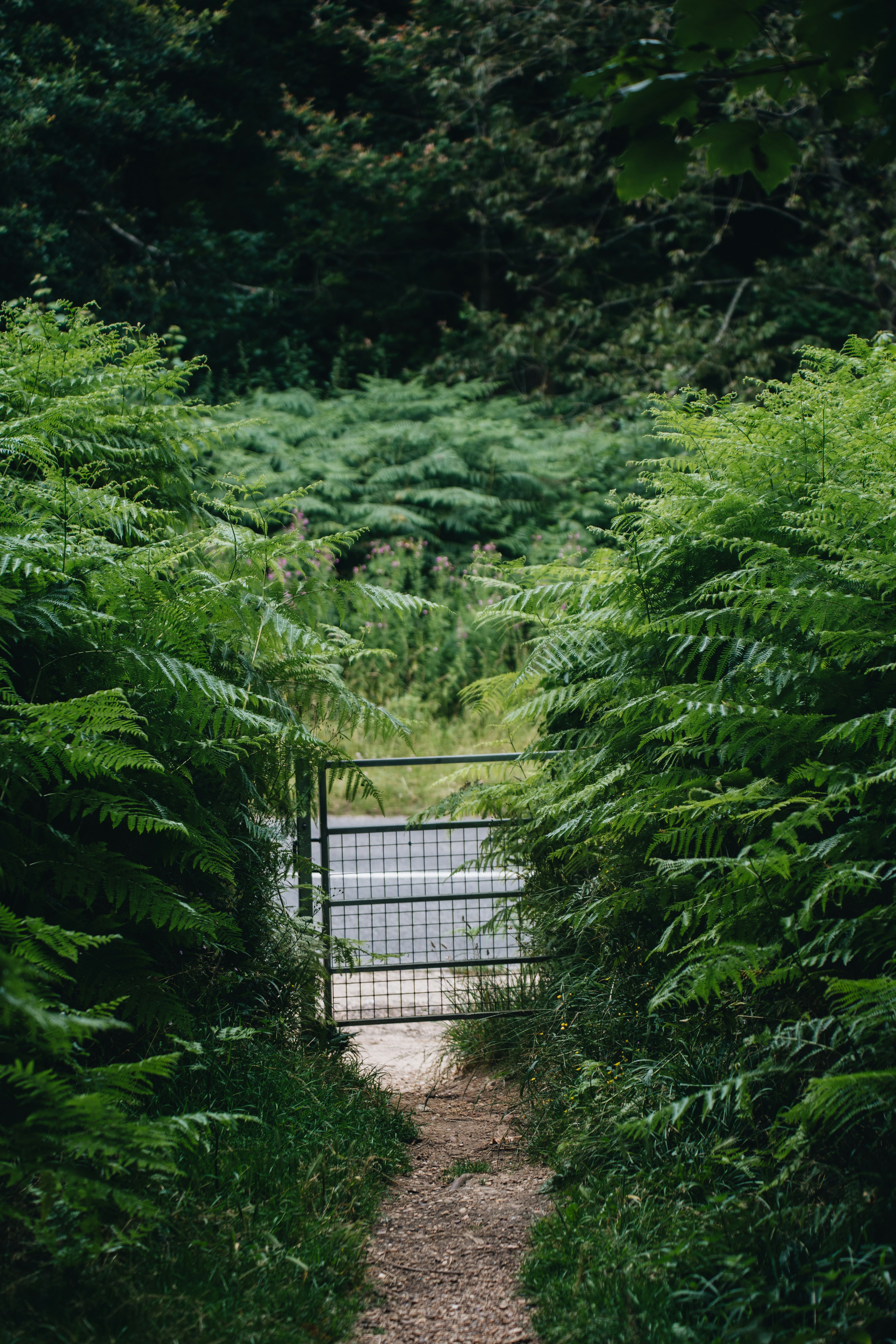 A path leading to a gate in the middle of a forest