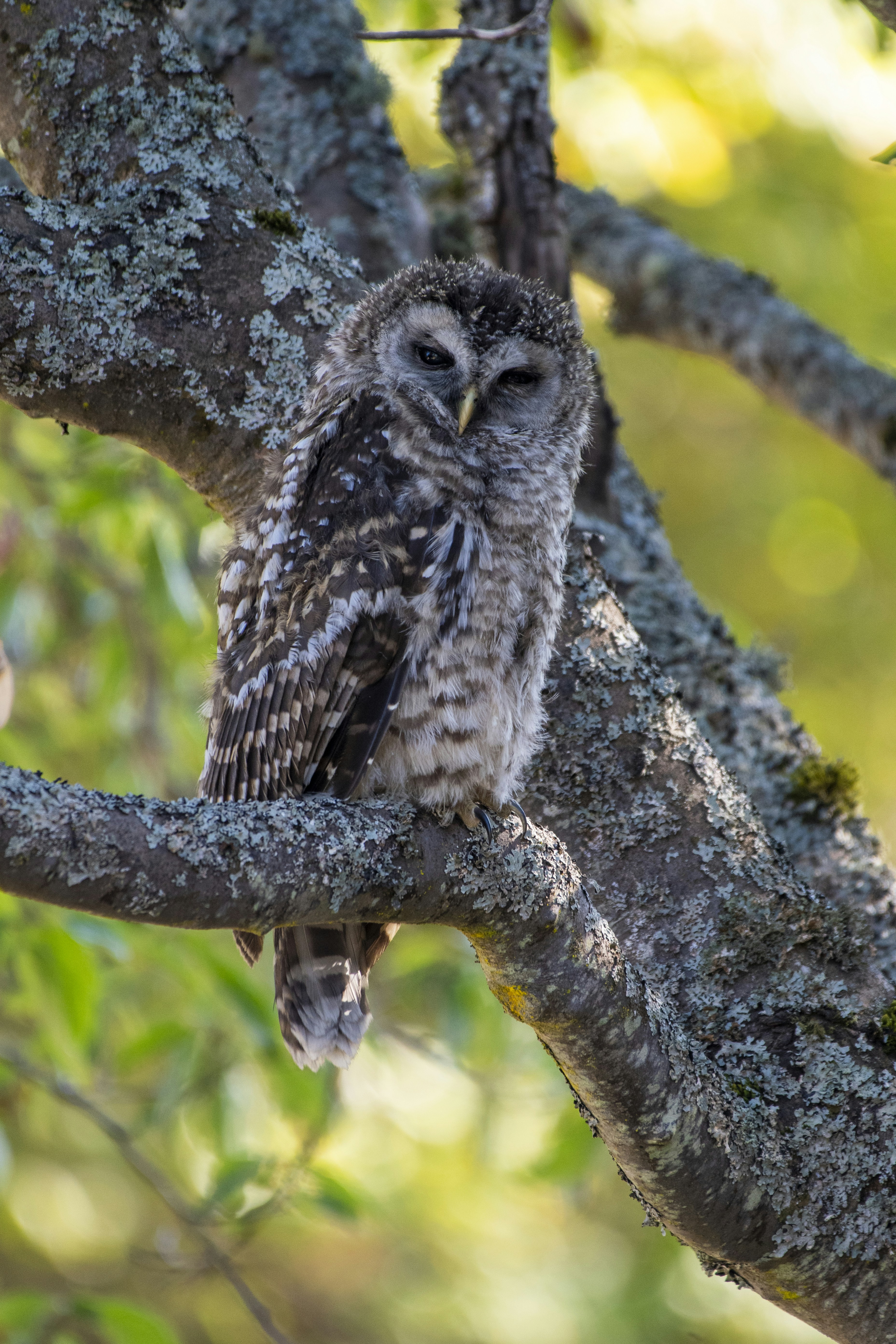 Uma coruja está empoleirada em um galho de árvore