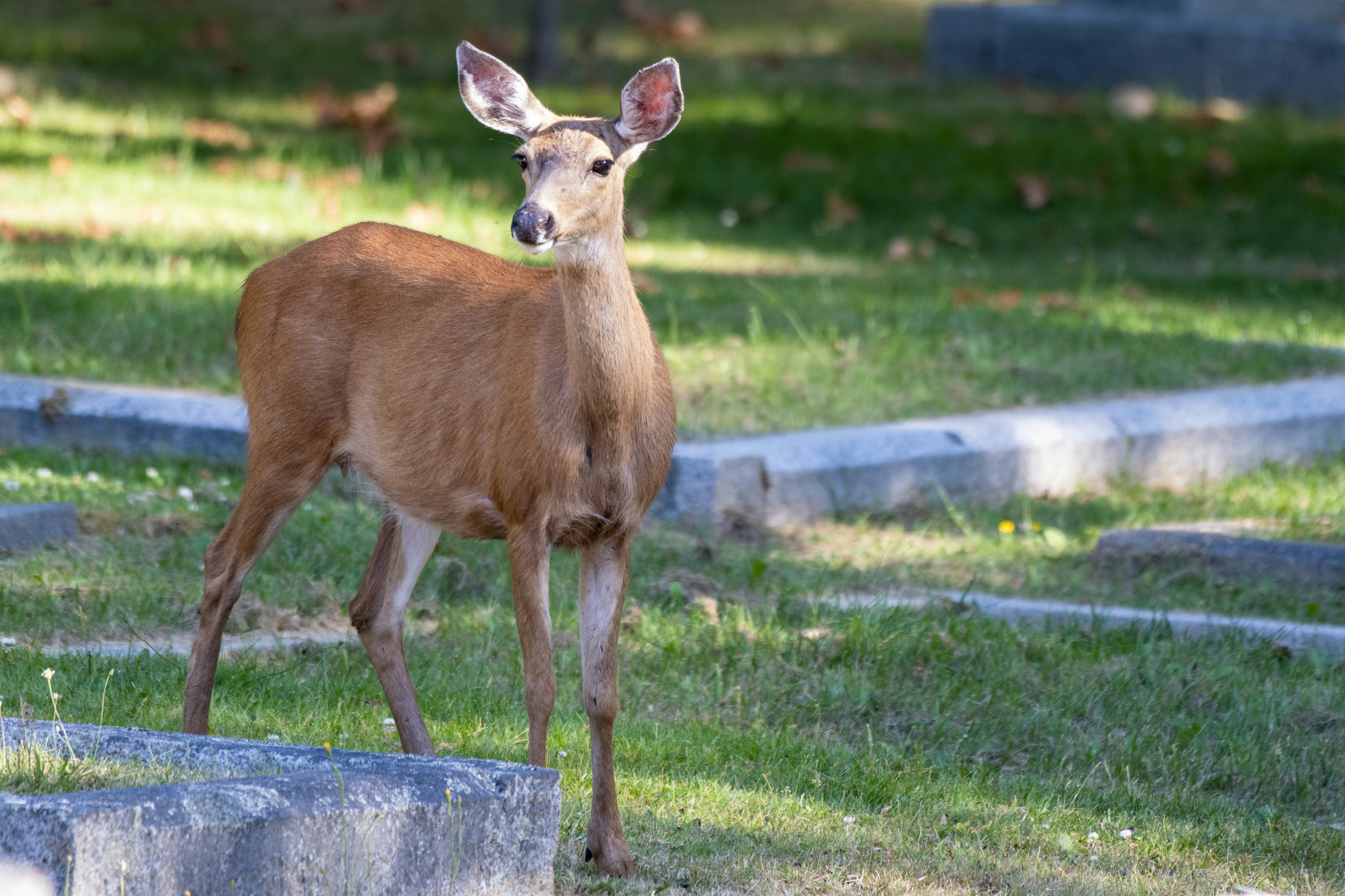 Um cervo em pé no topo de um campo verde exuberante