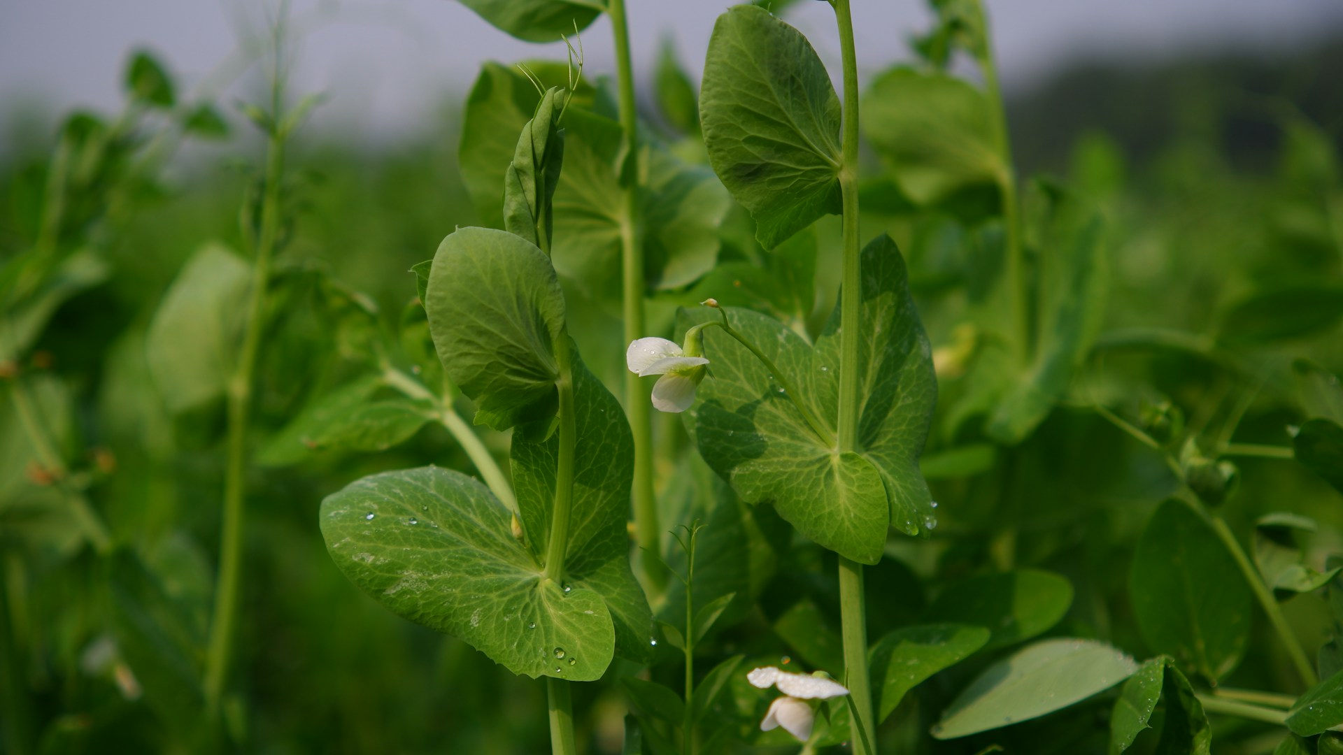 A close up of a green plant with white flowers