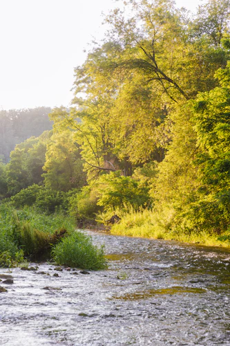 clear river through lush riverside trees