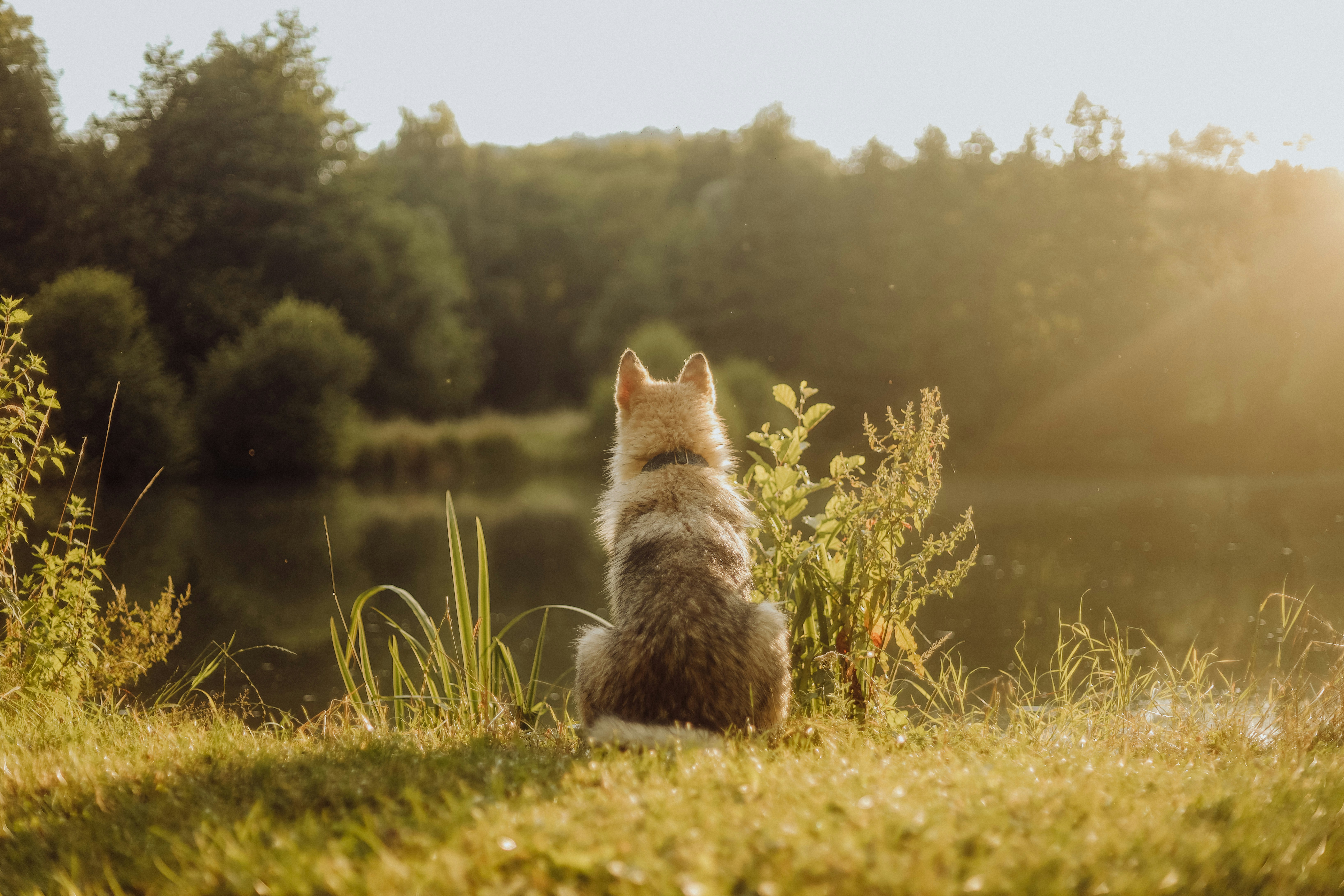 A dog sitting in the grass looking at the water