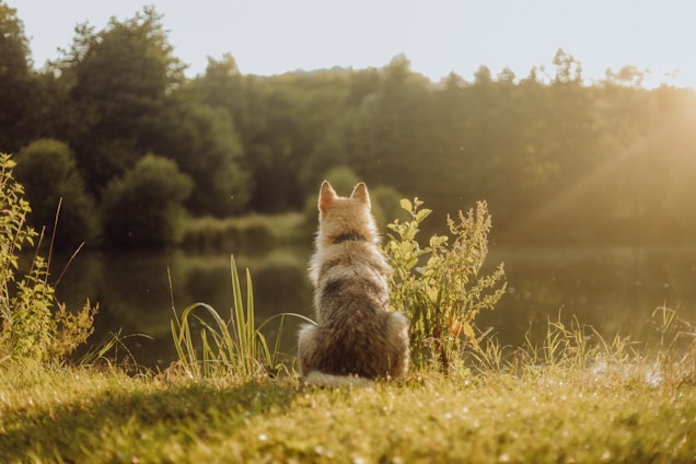 un chien assis près de l'eau dans la nature