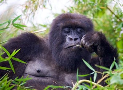 A close up of a gorilla in a field of grass
