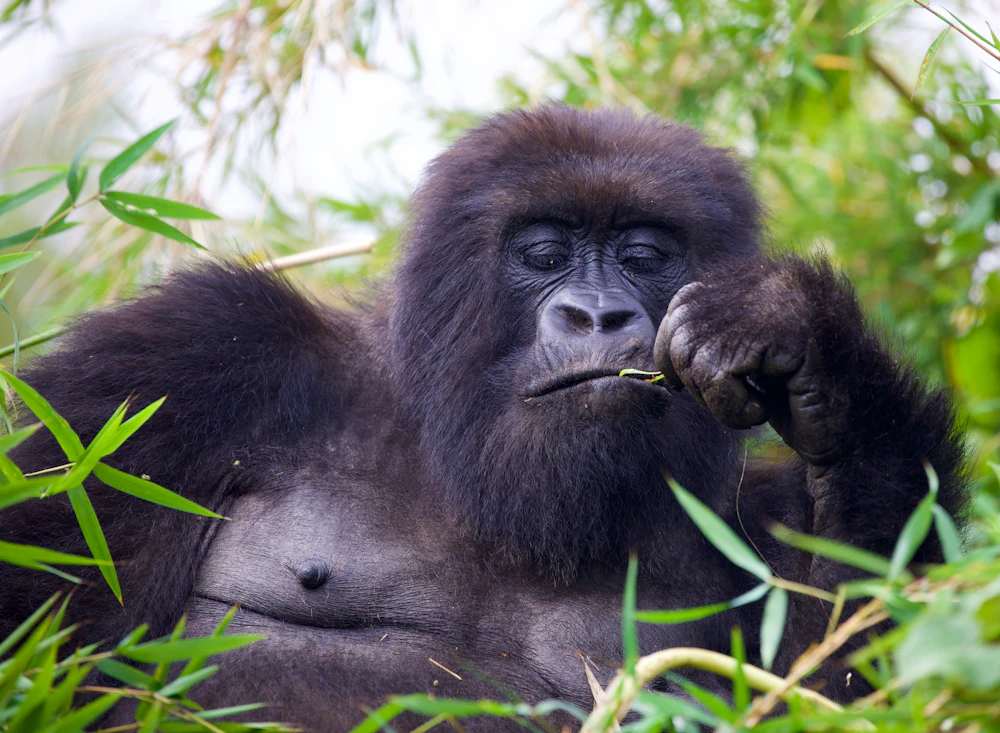 Mountain gorilla trekking example