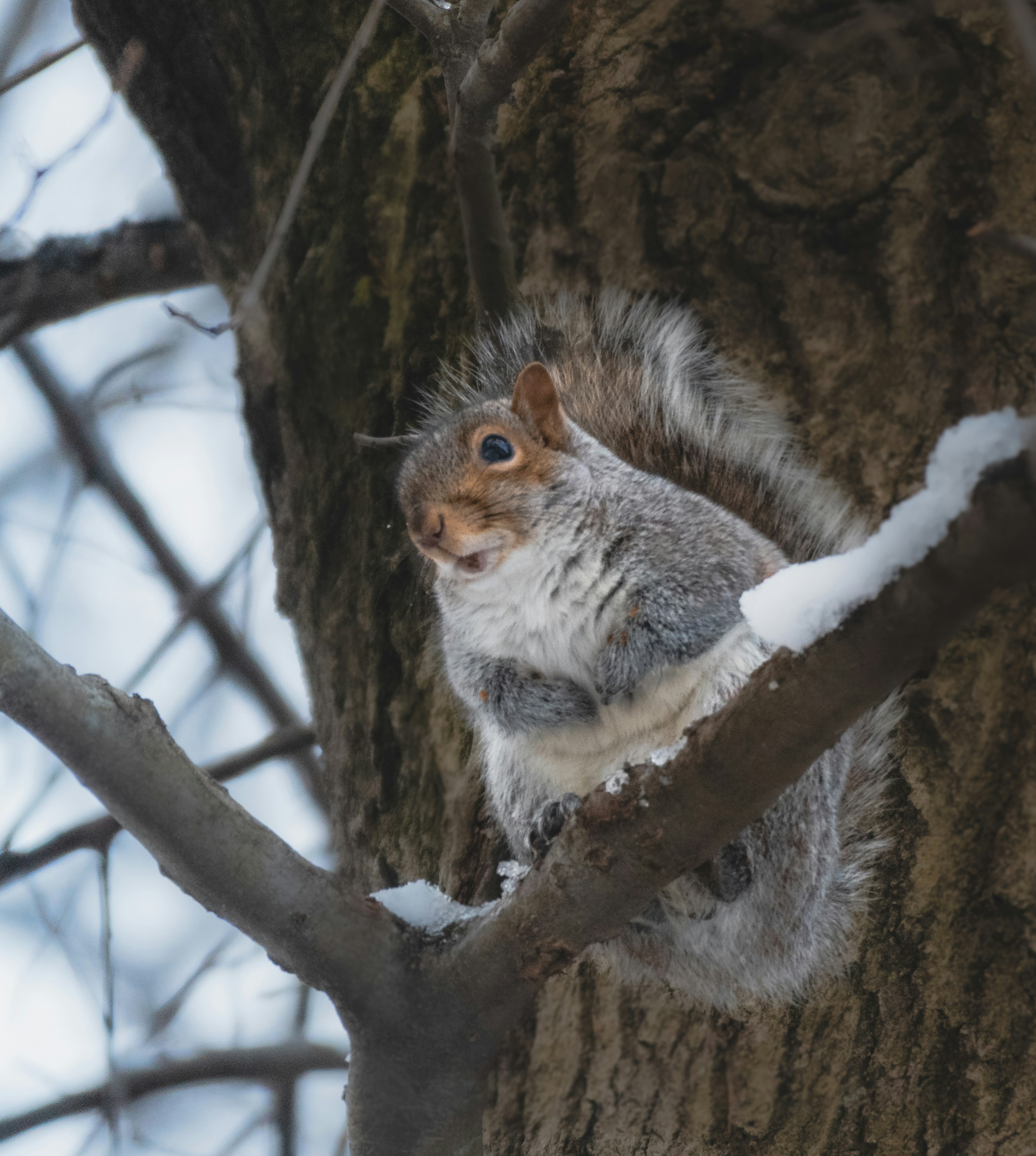 A squirrel is sitting on a tree branch