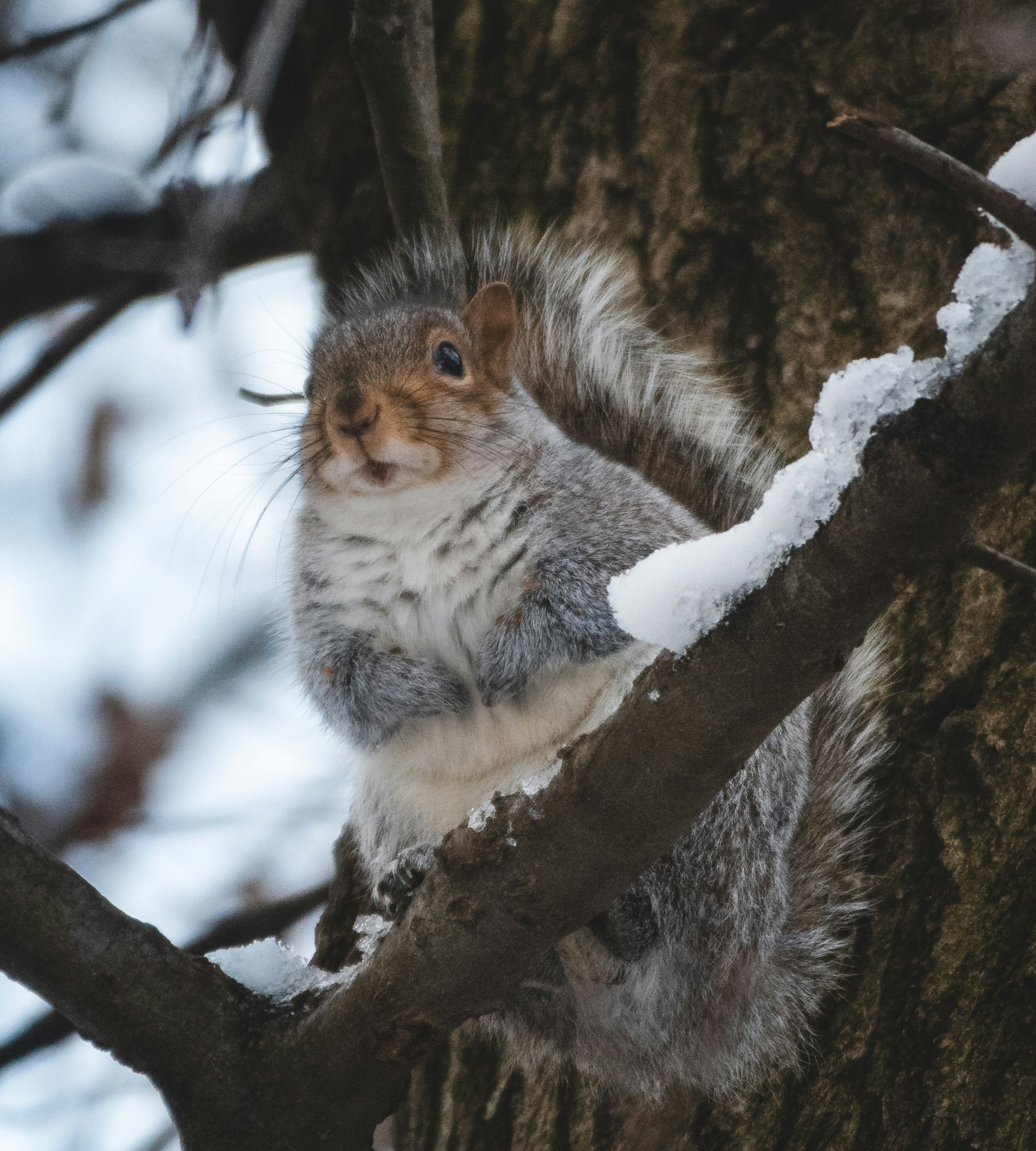 A squirrel sitting on a tree branch in the snow