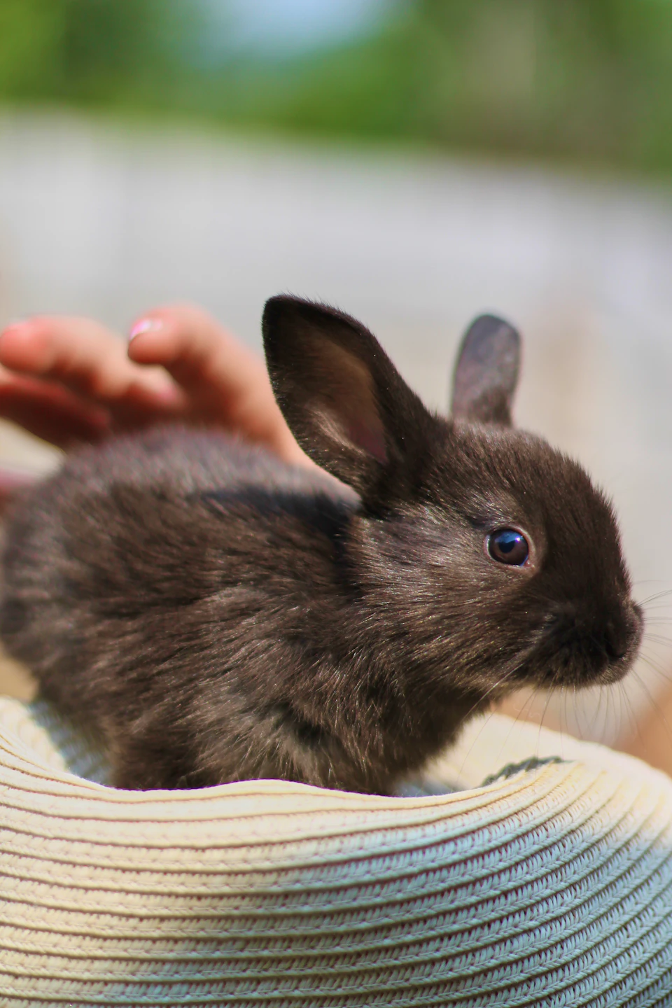 The image shows a small, brown rabbit sitting comfortably on top of a white and blue striped beach ball. The rabbit is facing towards the right side of the frame, with its head slightly tilted to the left. A person's hand can be seen in the bottom left corner of the photo, gently petting the rabbit's back as it sits on the beach ball.

The background features a blurred outdoor scene with trees and bushes, suggesting that this interaction is taking place outdoors.