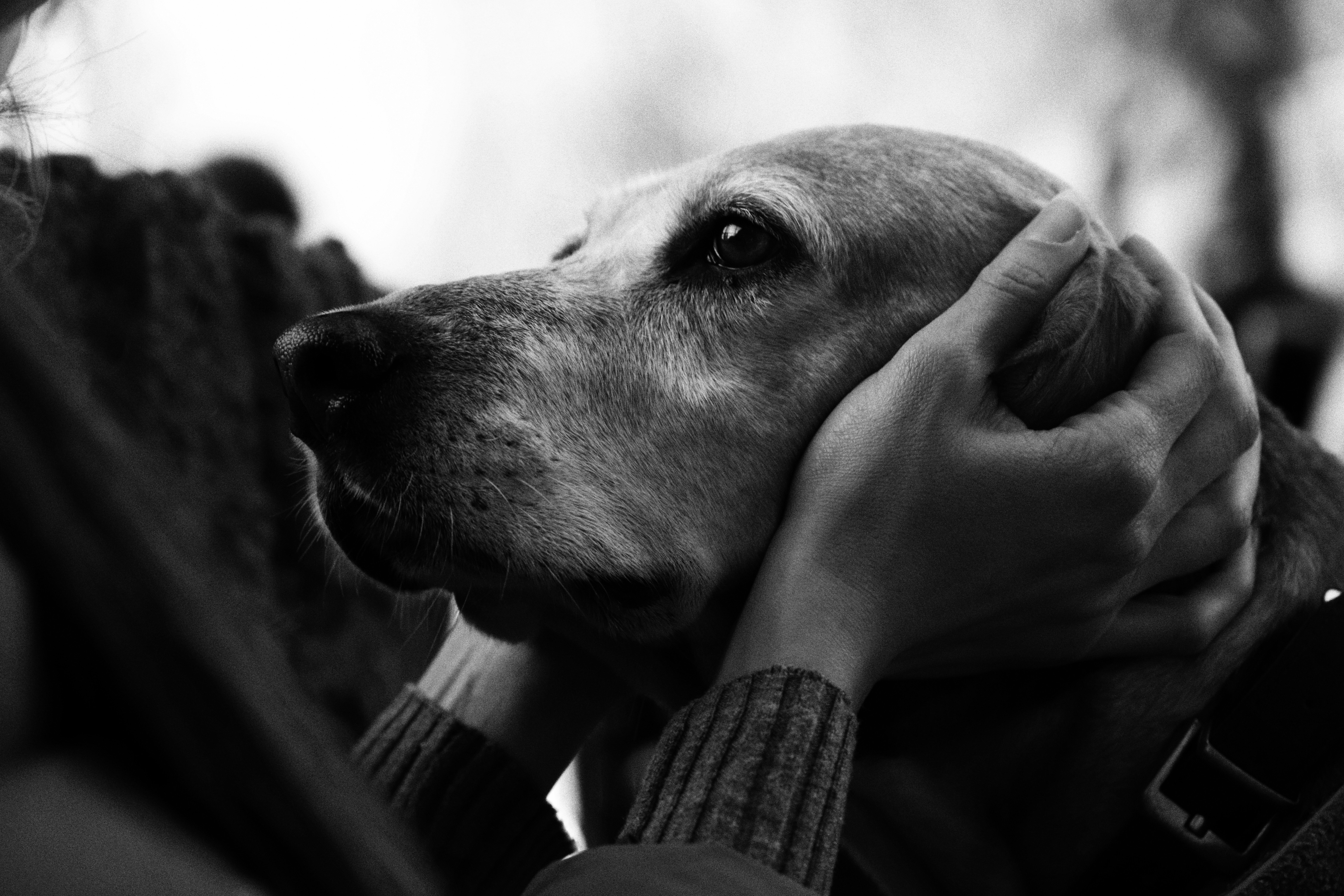 Emotional Intelligence in Pets (image credits: unsplash)