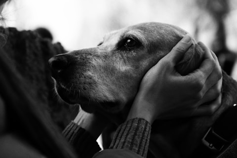 A woman holding a dog in her arms