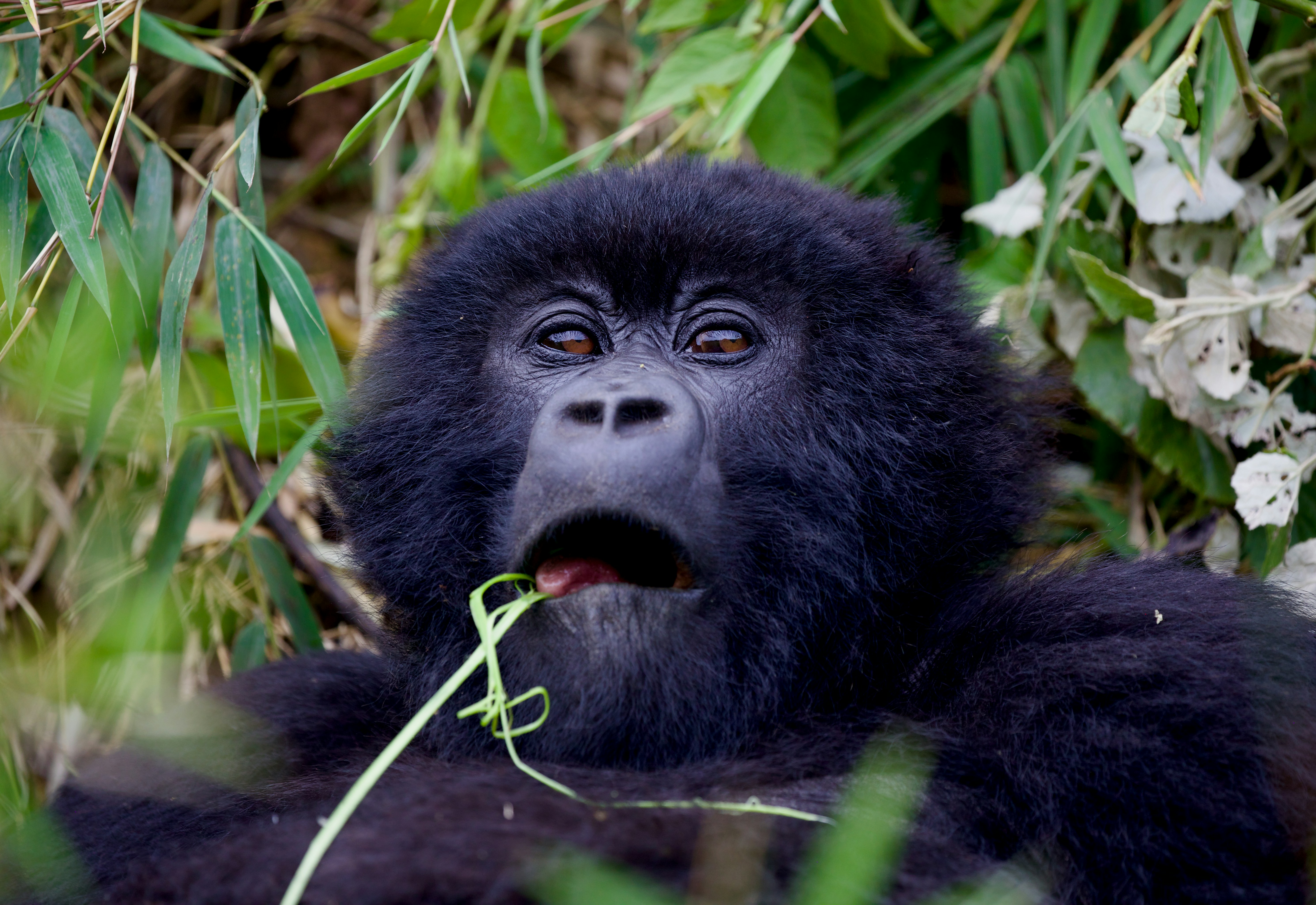 Mountain Gorilla