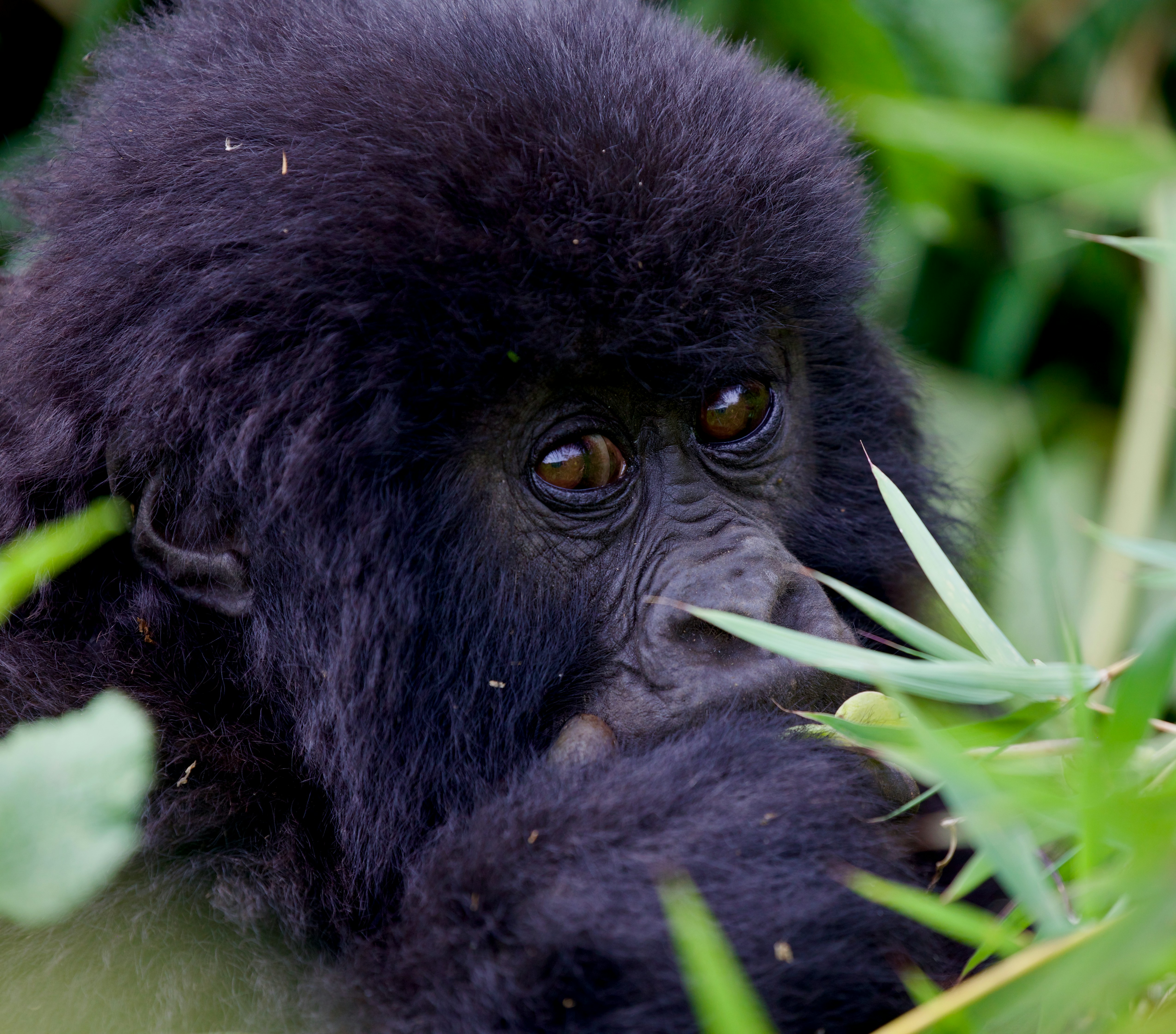 A black monkey sitting on top of a lush green field, 