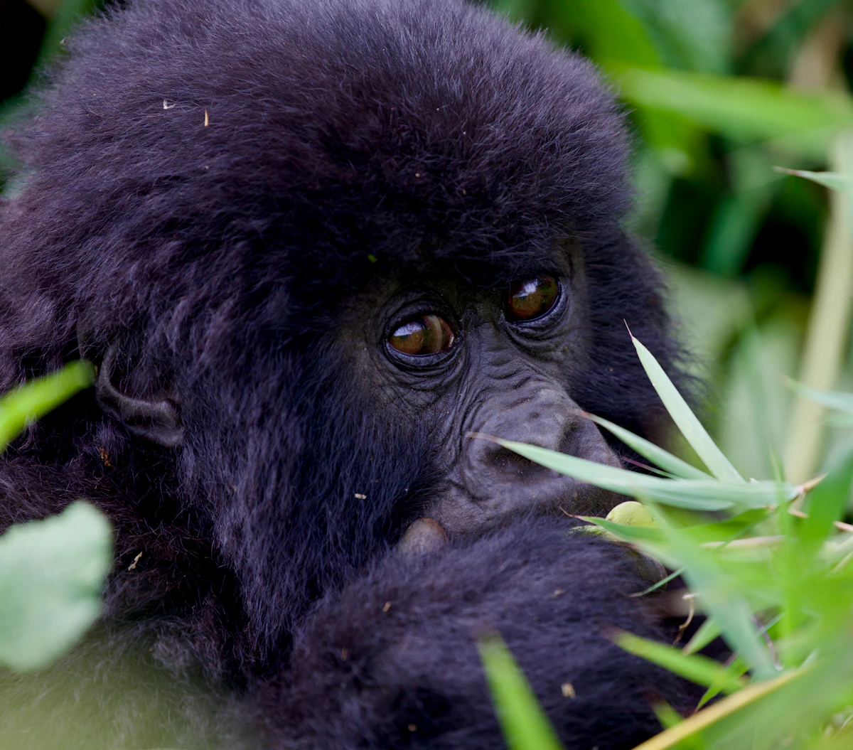 A golden monkey perched in bamboo forest at the base of the Virunga volcanoes in Volcanoes NP