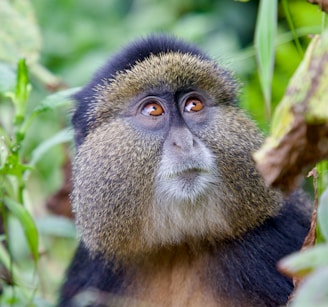 A close up of a monkey in a tree