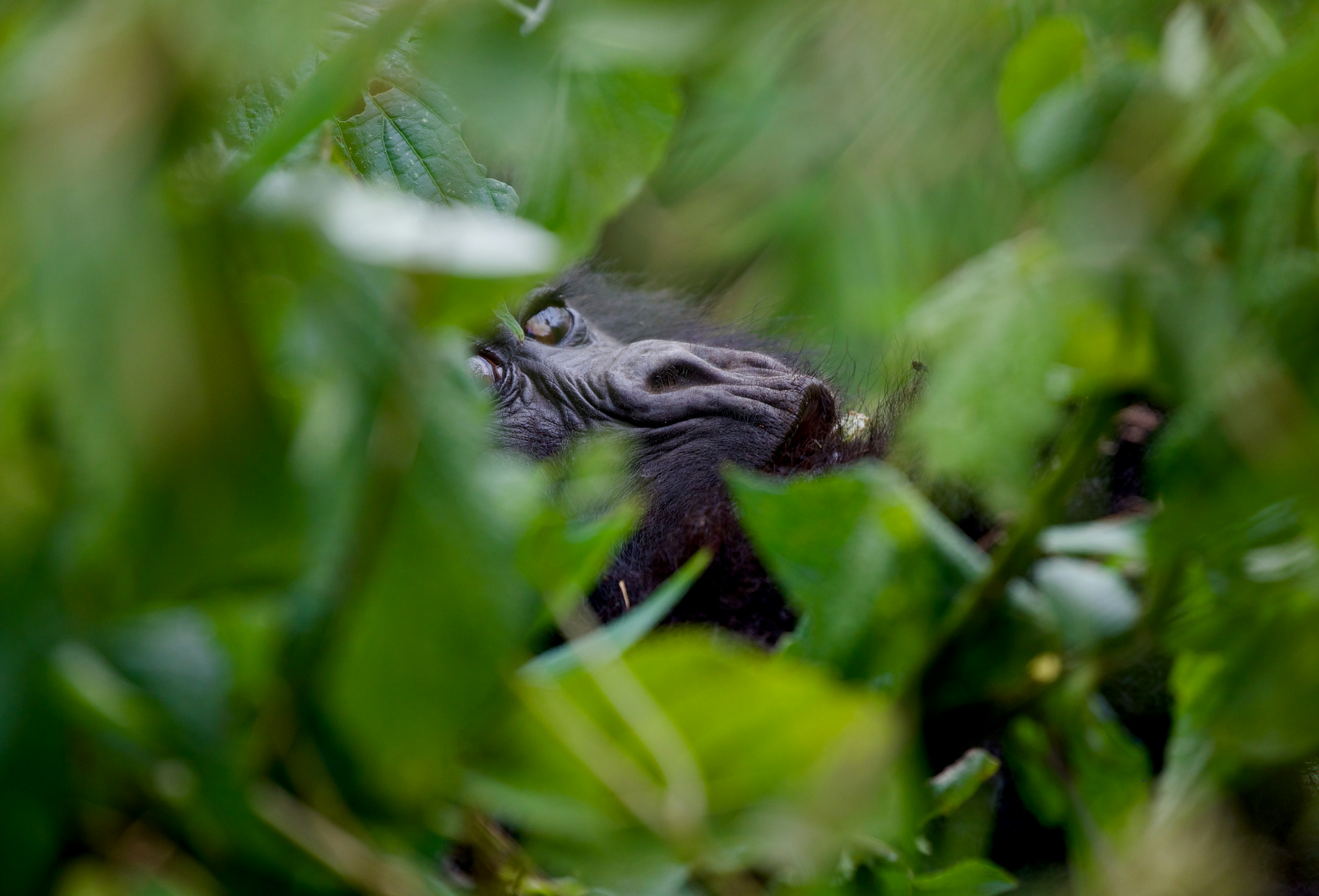 A close up of a small animal in the grass, 