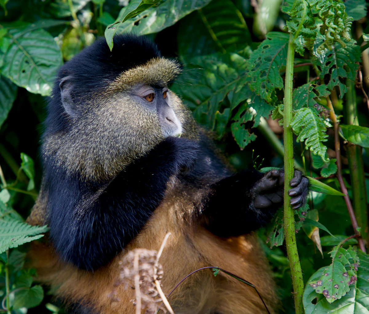 Golden monkey feeding among green leaves in the Virunga forest