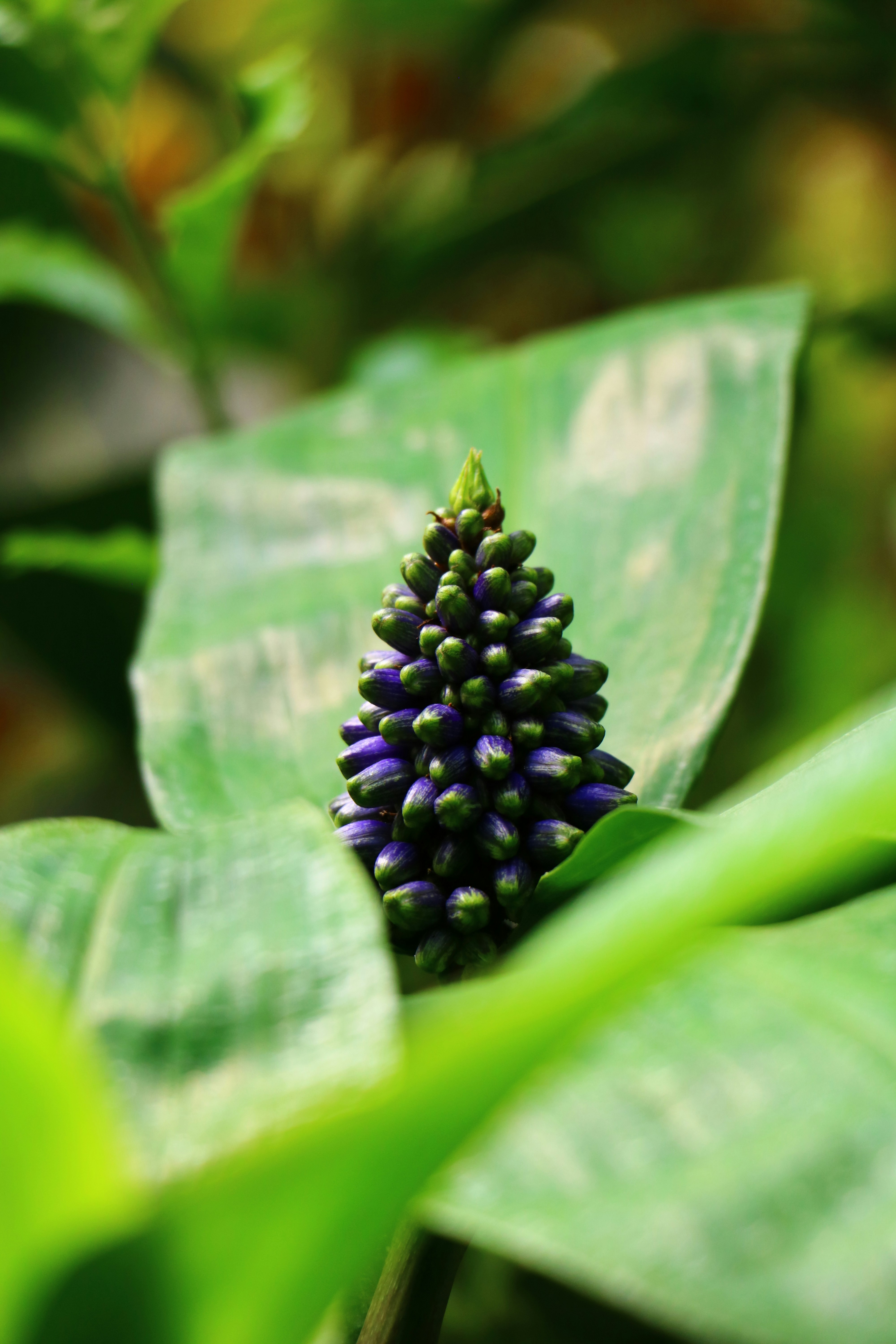 A close up of a purple flower on a green leaf