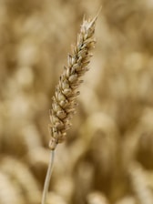 A close up of a plant with a blurry background