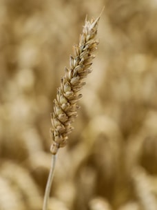 A close up of a plant with a blurry background