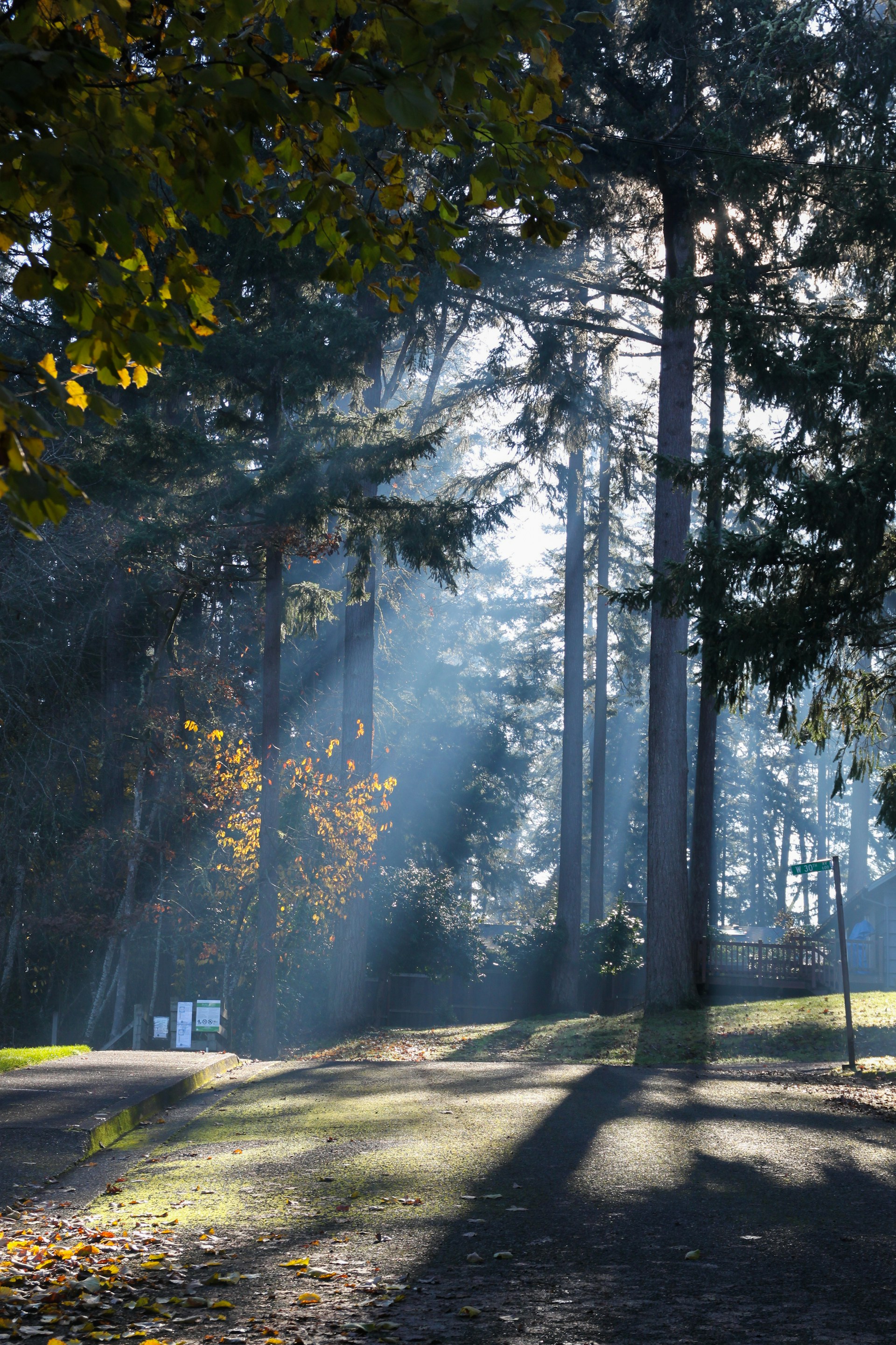 The sun shines through the trees in a park