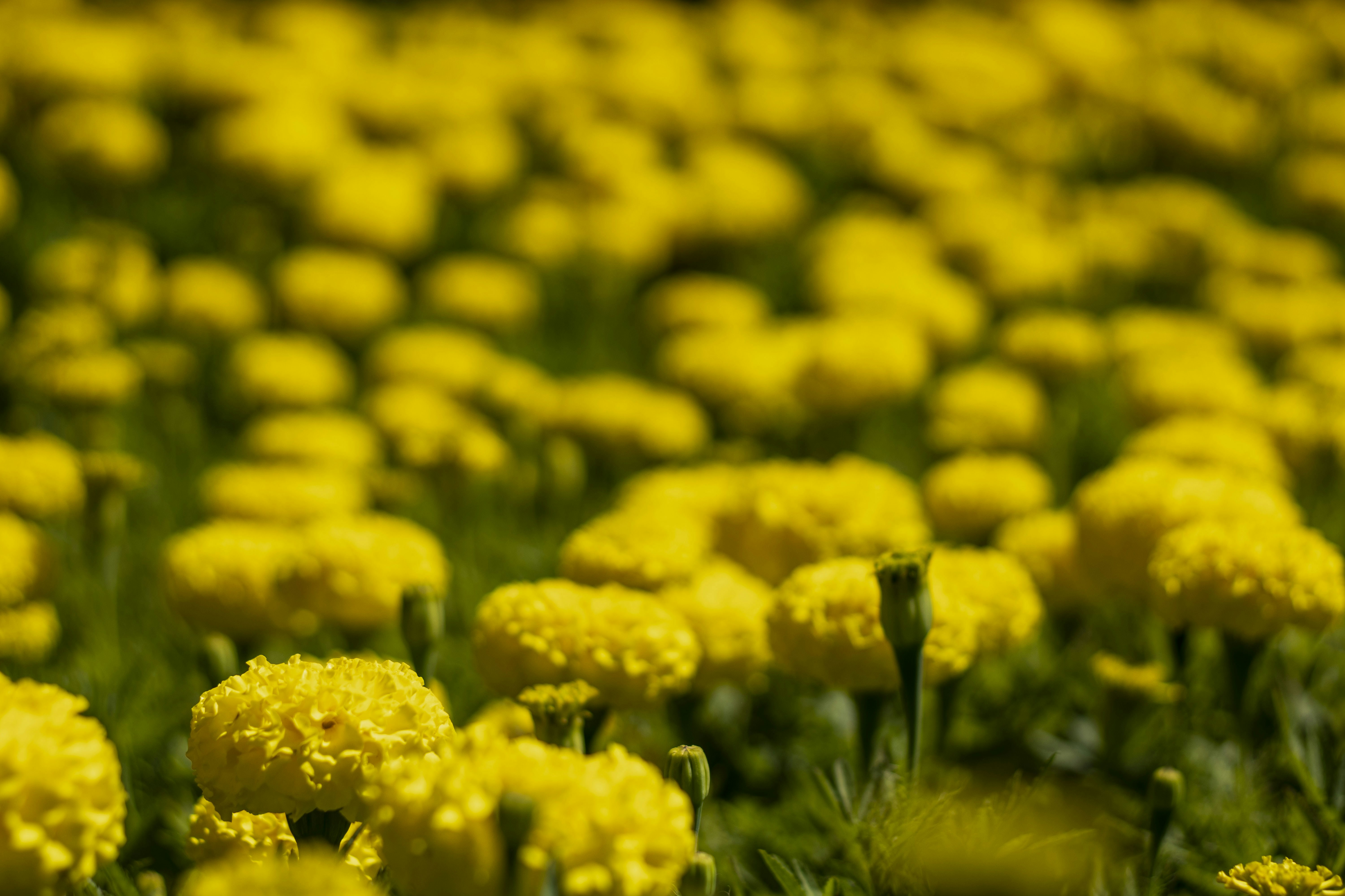 Photo by servetphotograph