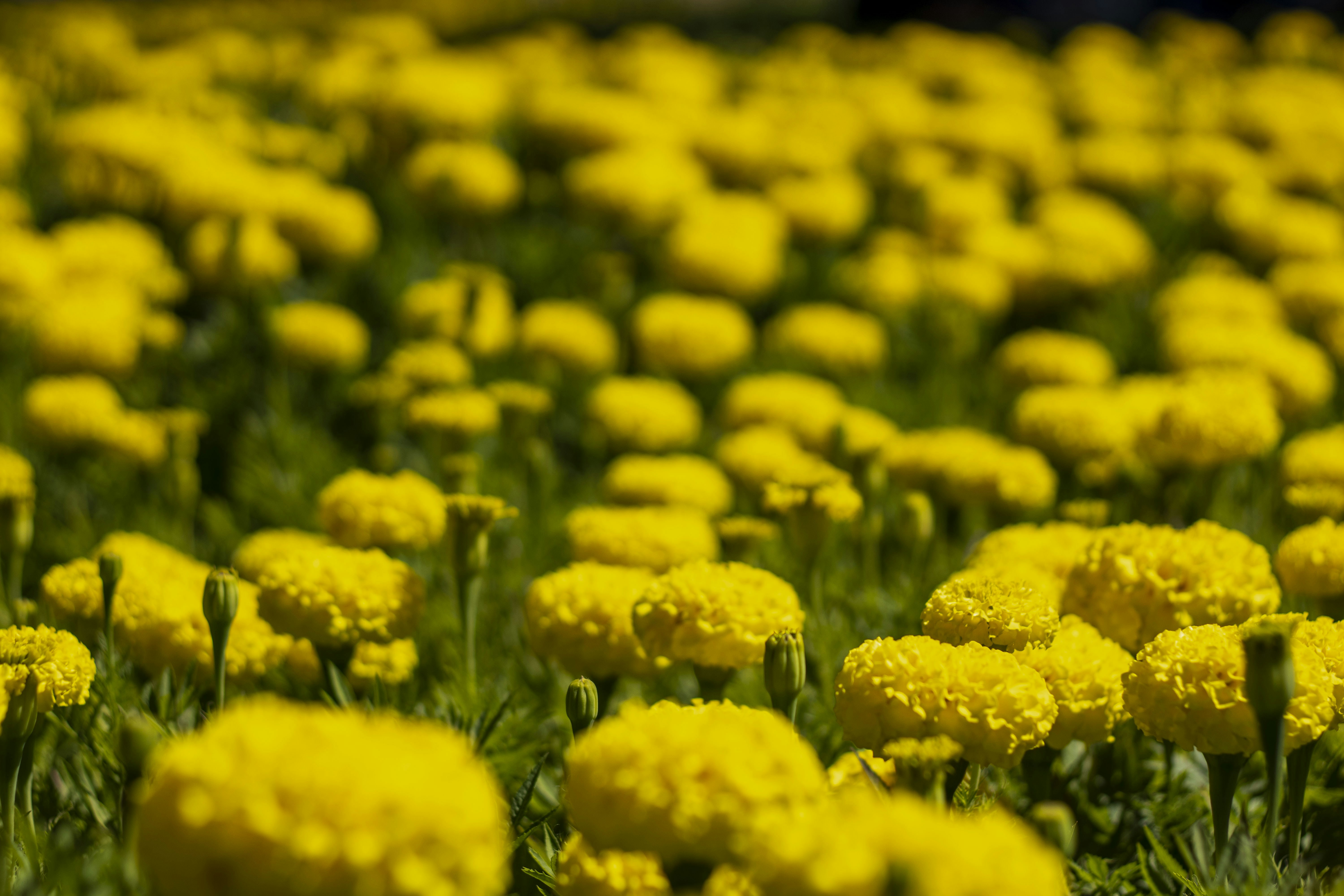 Photo by servetphotograph