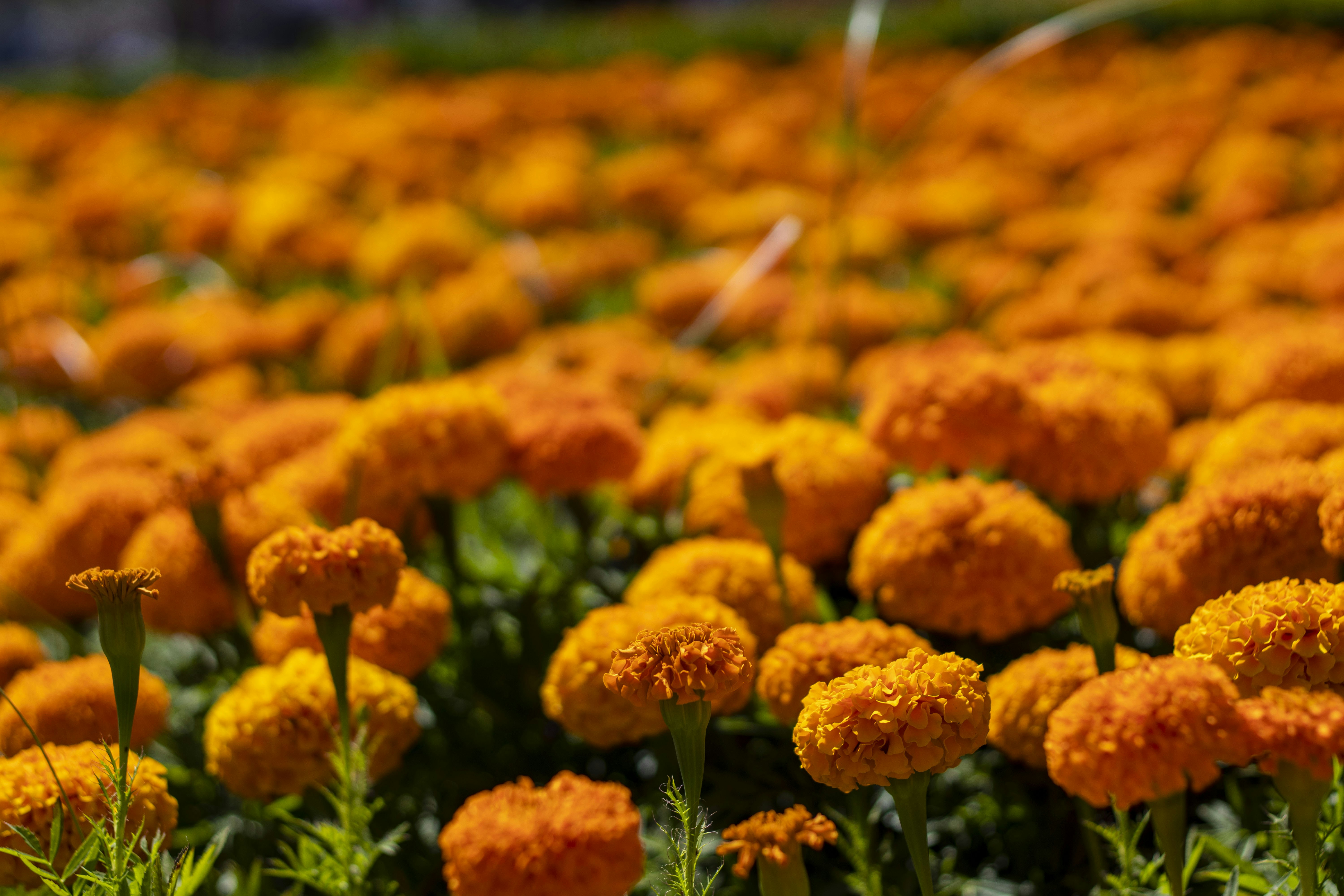 Photo by servetphotograph