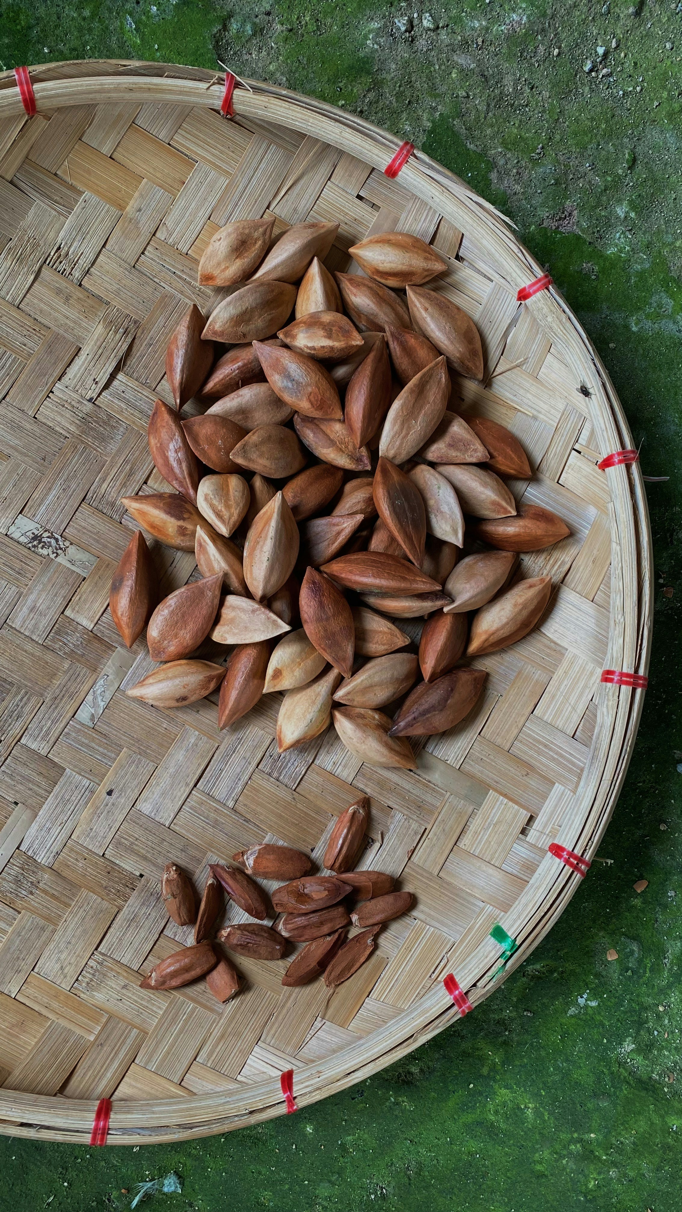 Sebakul kacang di permukaan hijau